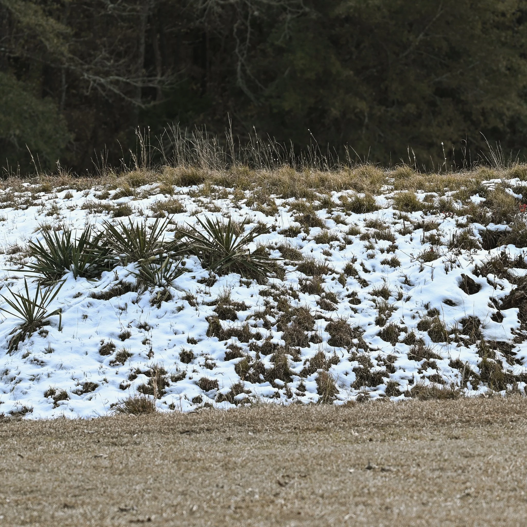 DSC_6468.jpg