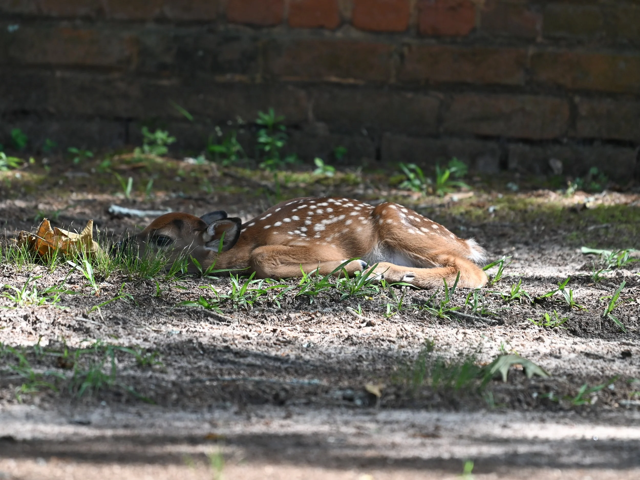 DSC_4857.jpg