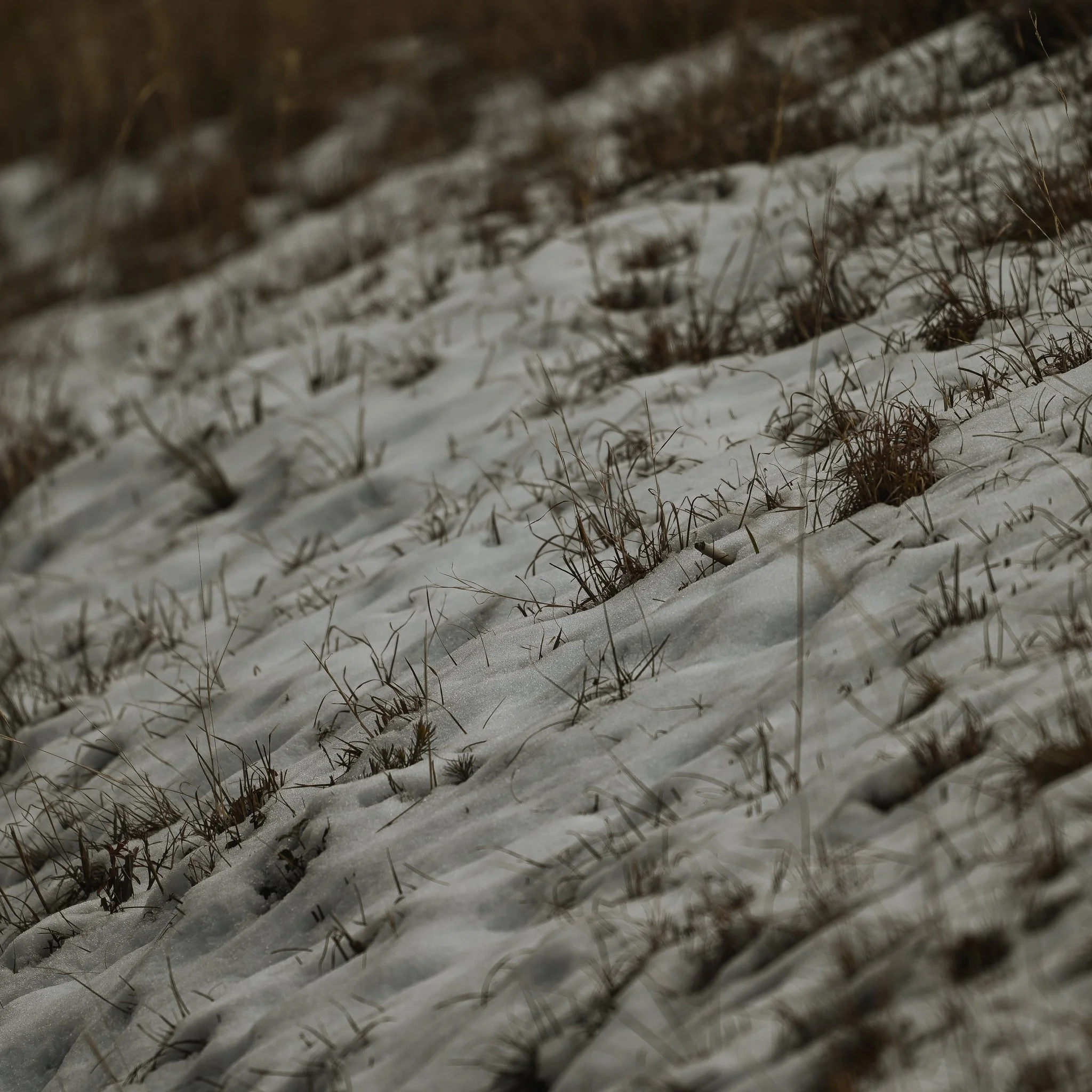 DSC_6471.jpg