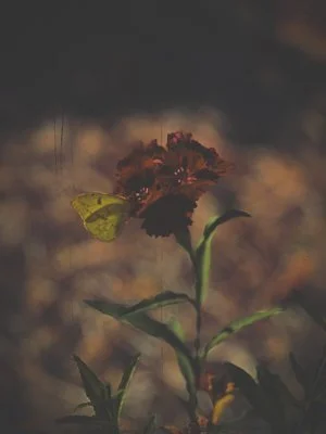 523954A8-3C96-4457-8BA2-4A029D2B6DCE.jfif