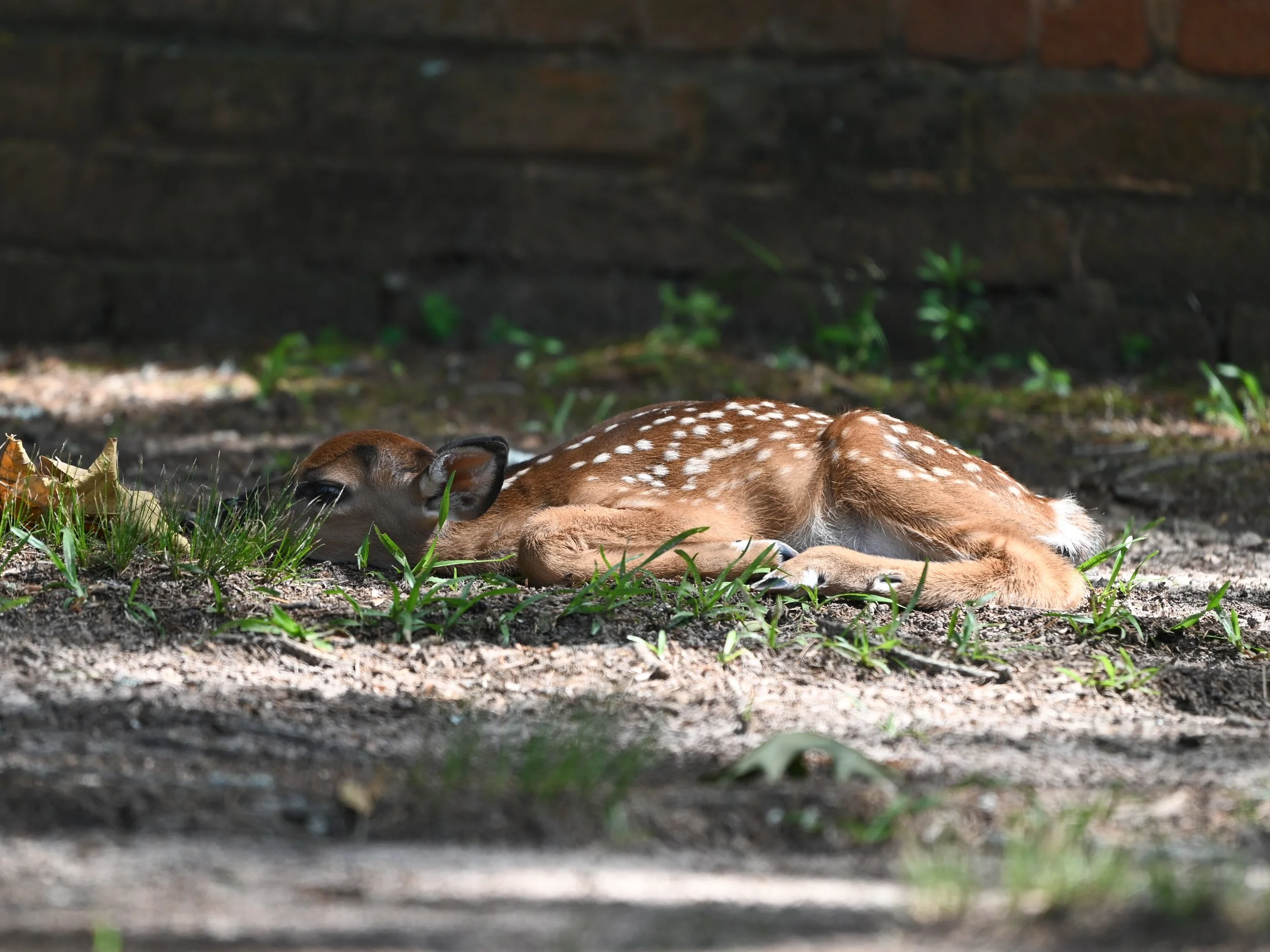 DSC_4872.jpg
