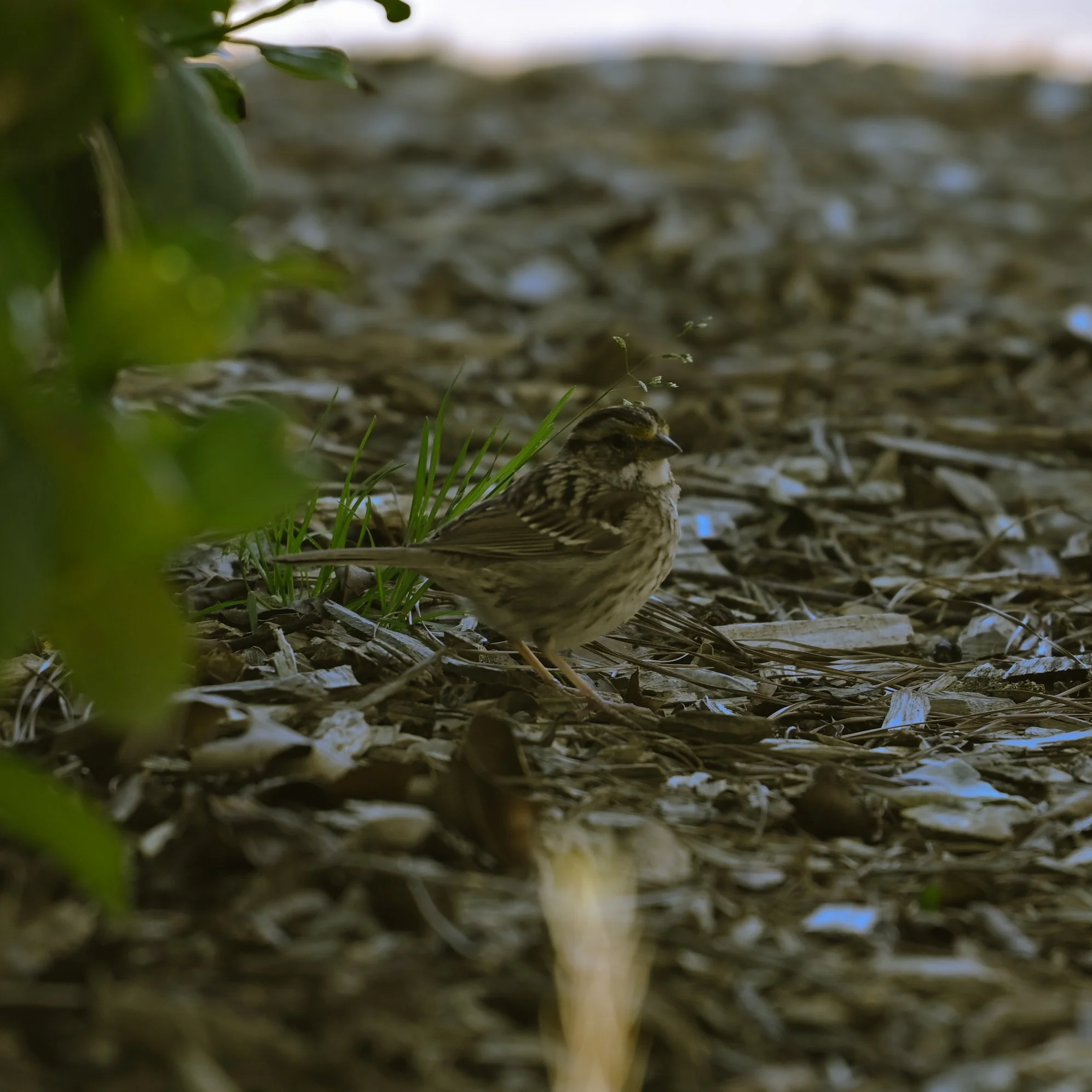DSC_7956.jpg