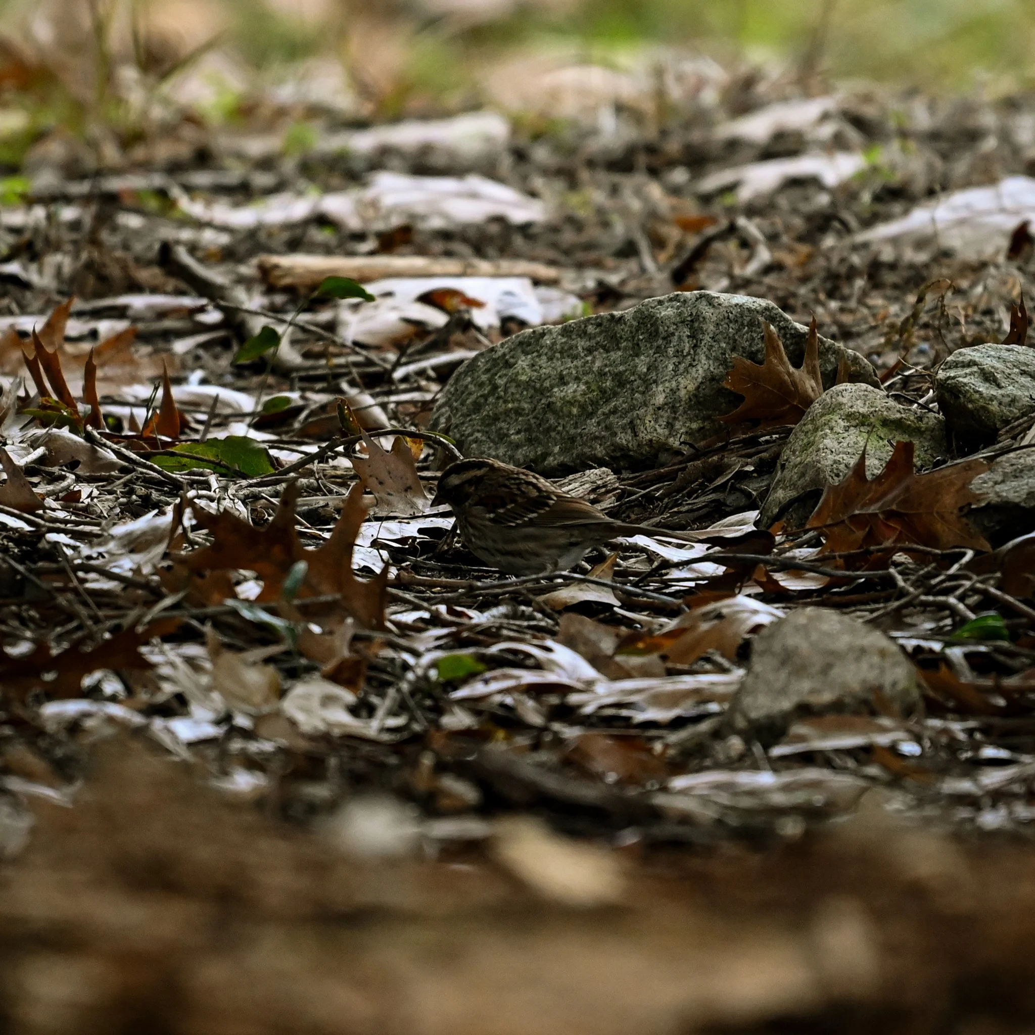 DSC_5566-2.jpg