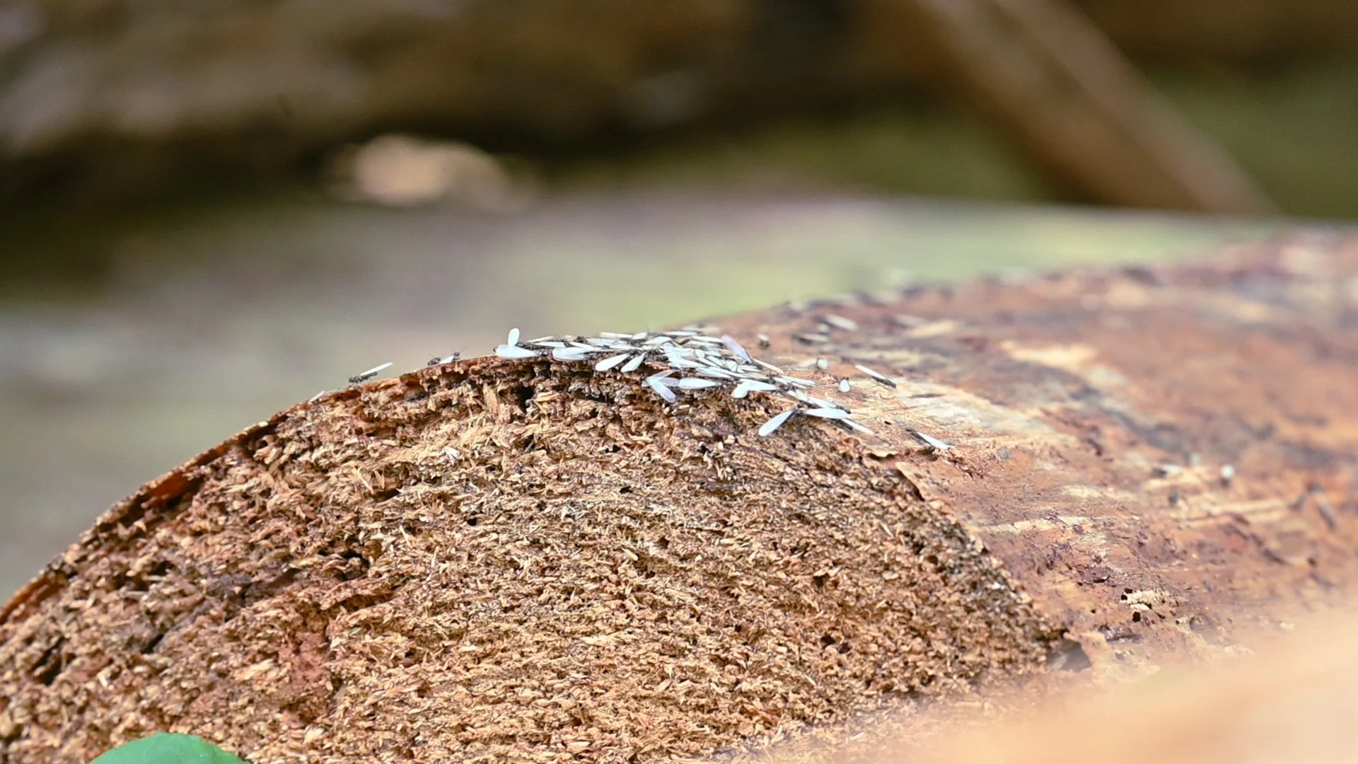 DSC_3725.jpg