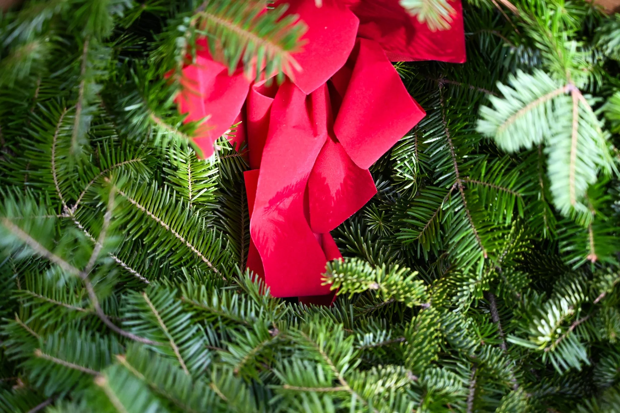 DSC_4357.jpg