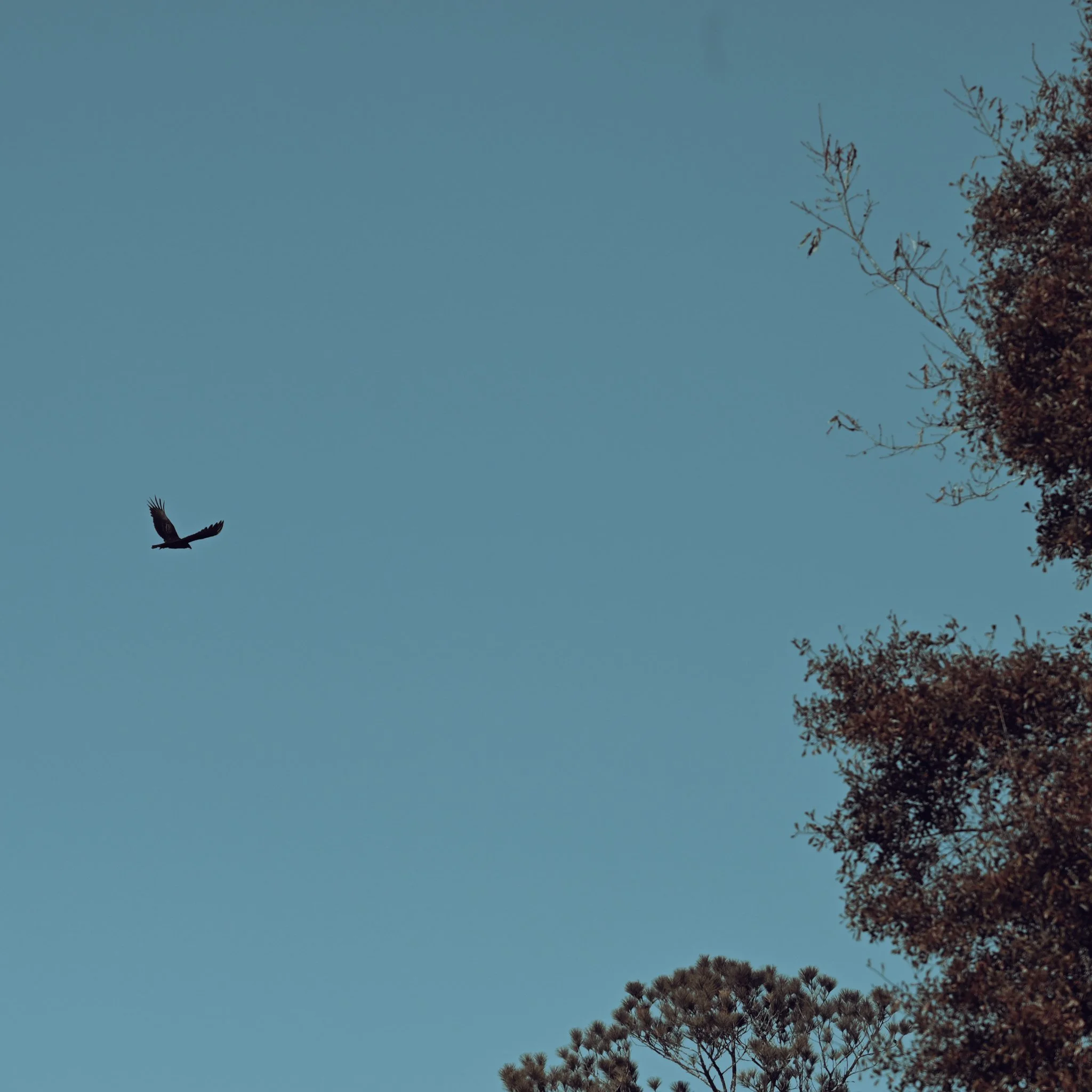 DSC_3975.jpg