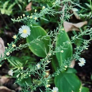 D94CC89D-2766-43B6-8144-ED46A540EA86.jfif