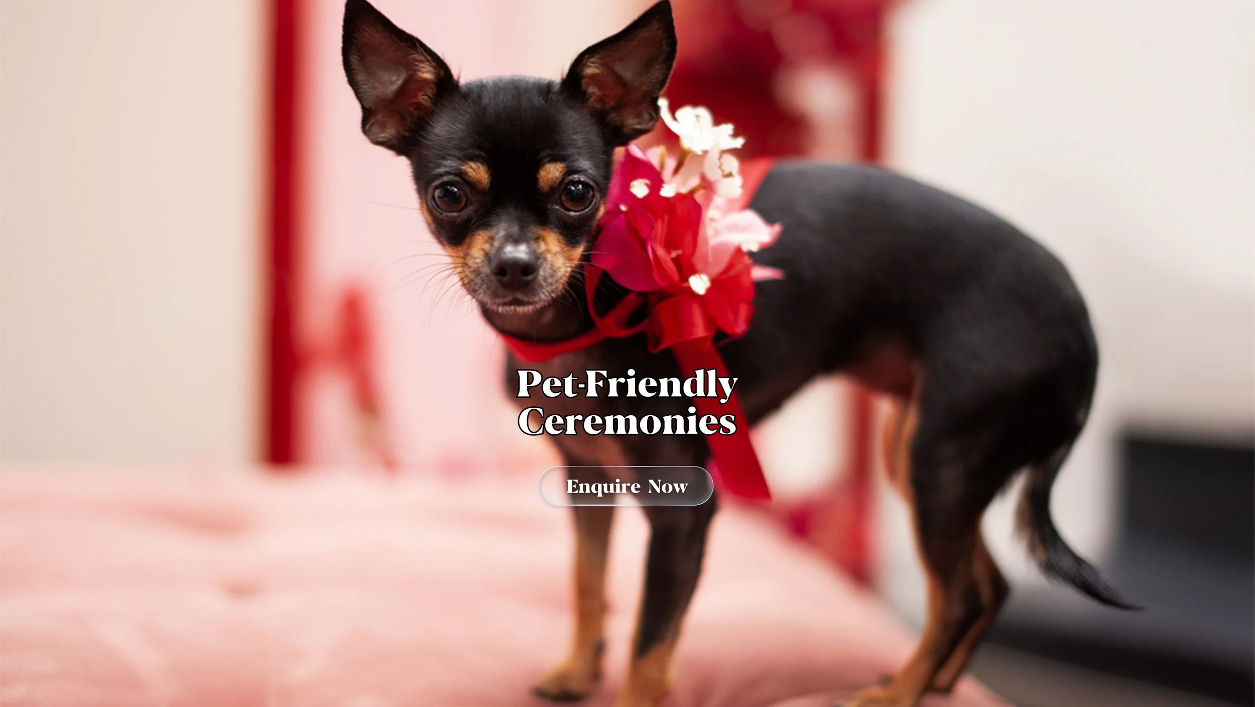 Pet-friendly ceremonies.jpg