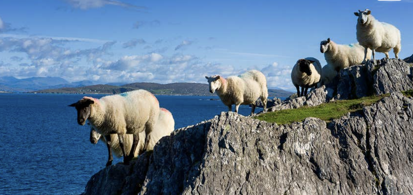 Sheep standing on rocky cliff overlooking blue ocean with land in the background and partly cloudy sky in south Ireland.