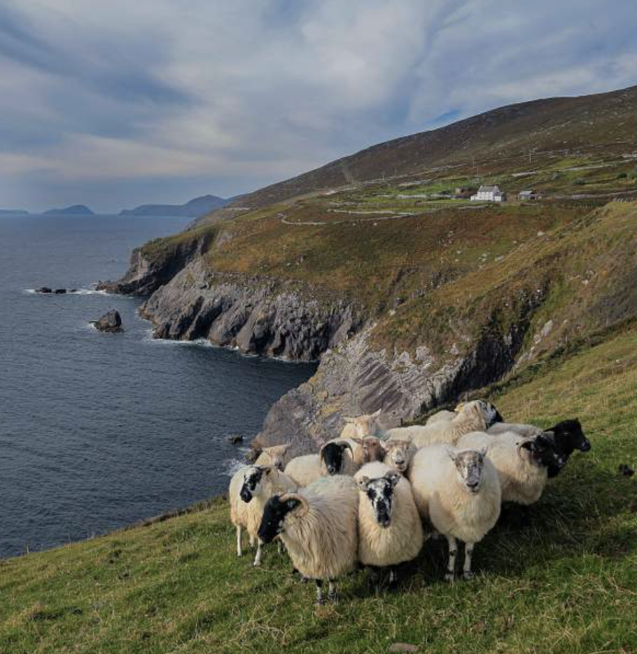 A group of sheep standing on a grassy hillside near the coast with cliffs and ocean in the background during daytime.