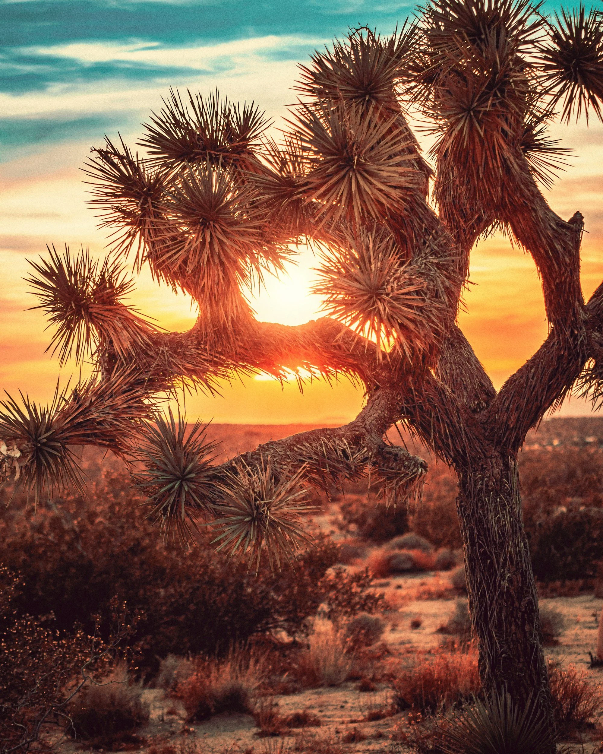 A Joshua tree with spiky leaves in a desert landscape during sunset with colorful sky.