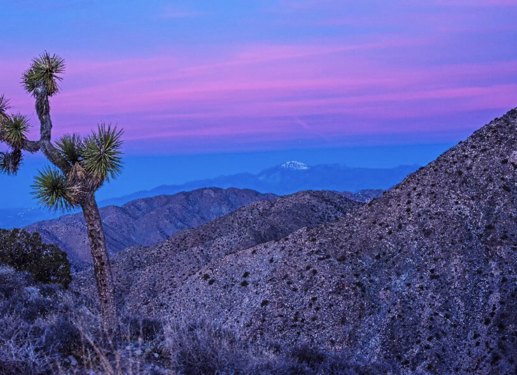 Desert landscape with a Joshua tree tree on the left, rugged hills and mountains in the background, and a purple-pink sunset sky.