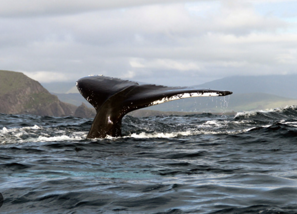 A whale's tail rising above the ocean surface with distant land and mountains in the background at a south Ireland yoga retreat.