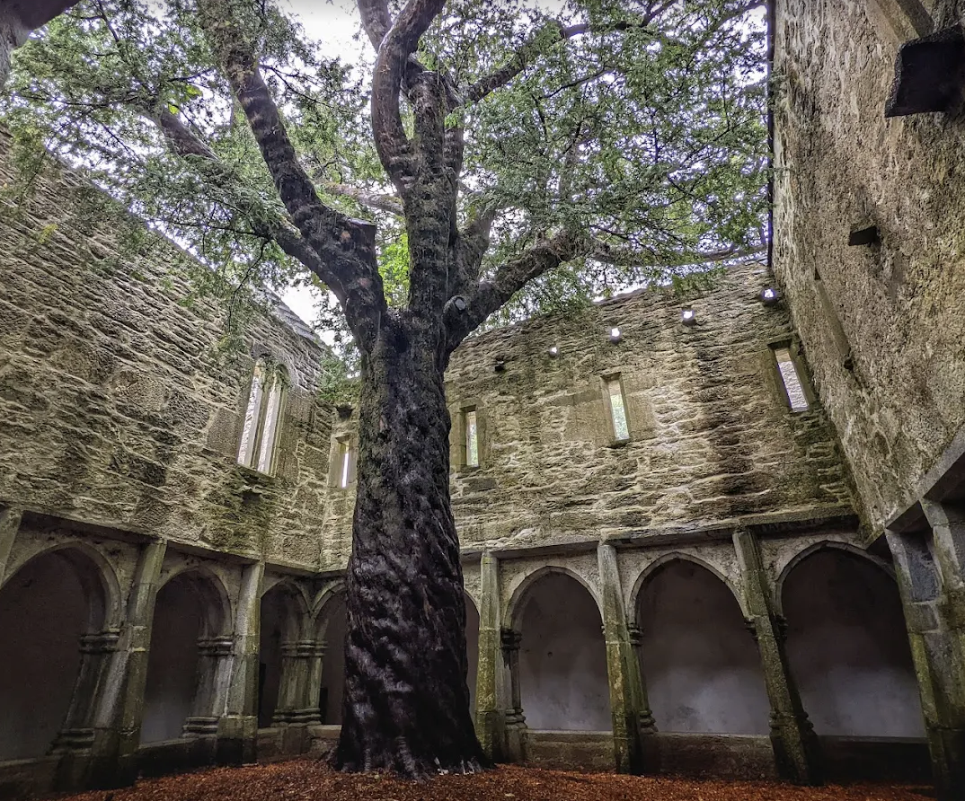 Ancient stone ruin with a large tree growing in the center, surrounded by moss-covered stone arches and walls, with small windows and scant interior light in Killarney National Park.