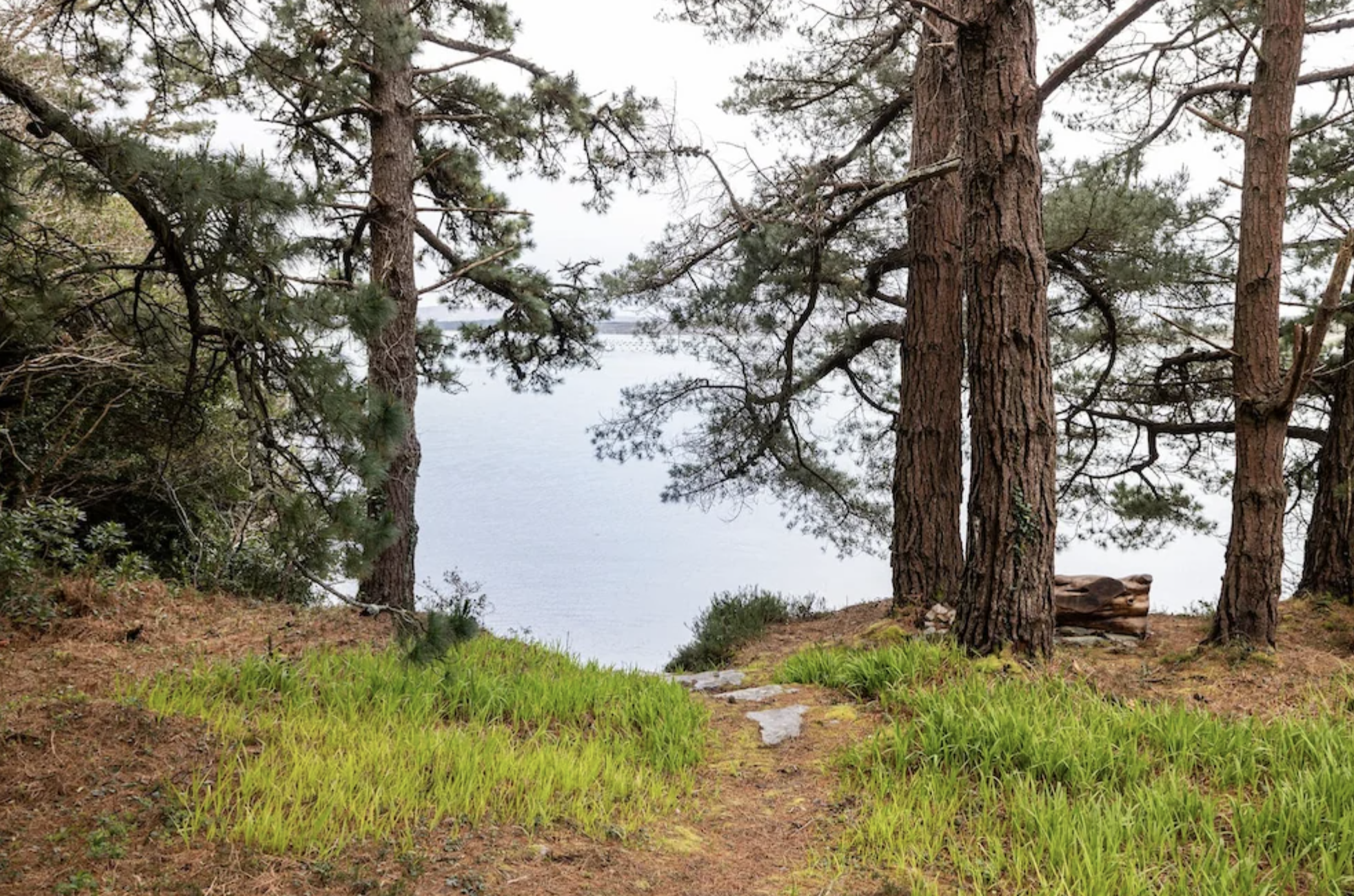 A scenic view of a forest with tall pine trees and a dirt trail leading to a body of water in the distance at the location of a yoga and art retreat in Ireland.