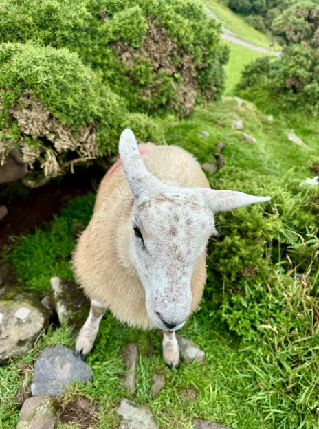 A close-up of a sheep with white wool and a white face, standing on a grassy hillside with green bushes and rocks around it.