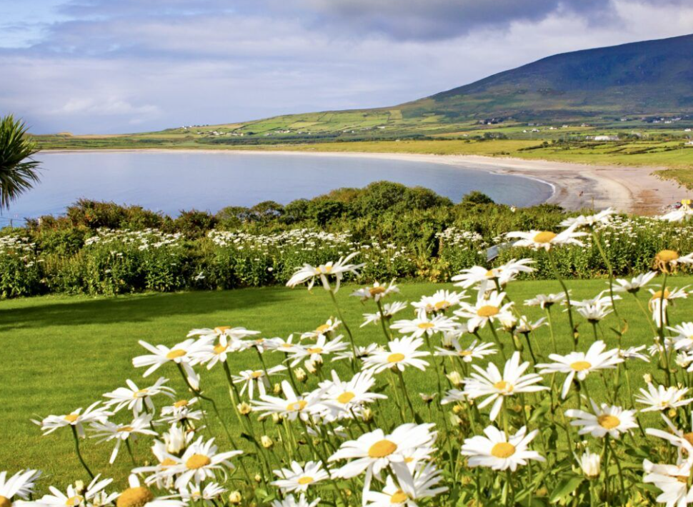 A scenic landscape with a grassy foreground filled with daisies, a lake with a sandy shore, rolling green hills, and a mountain in the background under a partly cloudy sky.