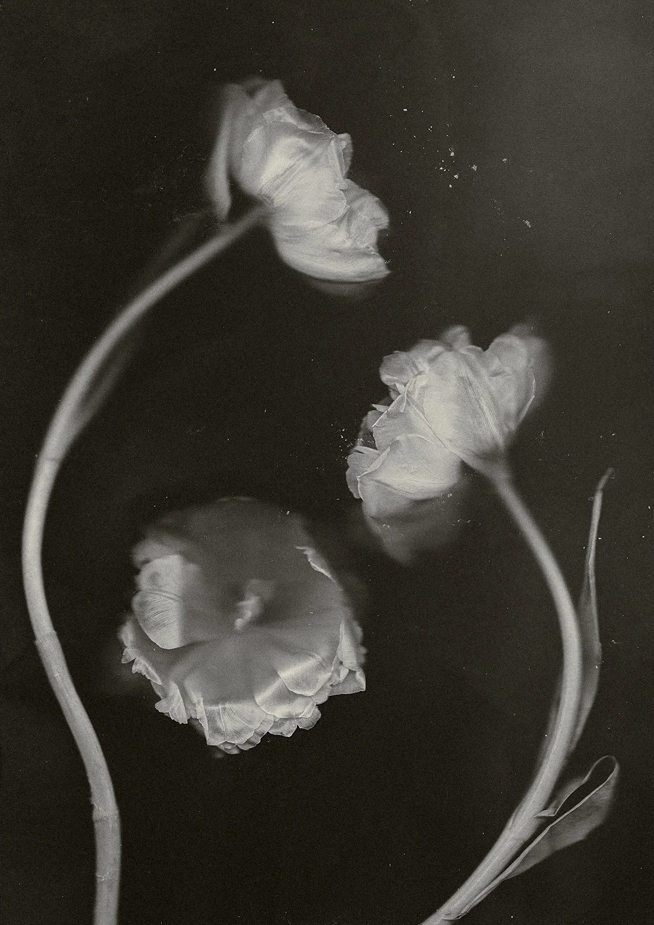 LR Danelle Bohane_Tulips copy.jpg