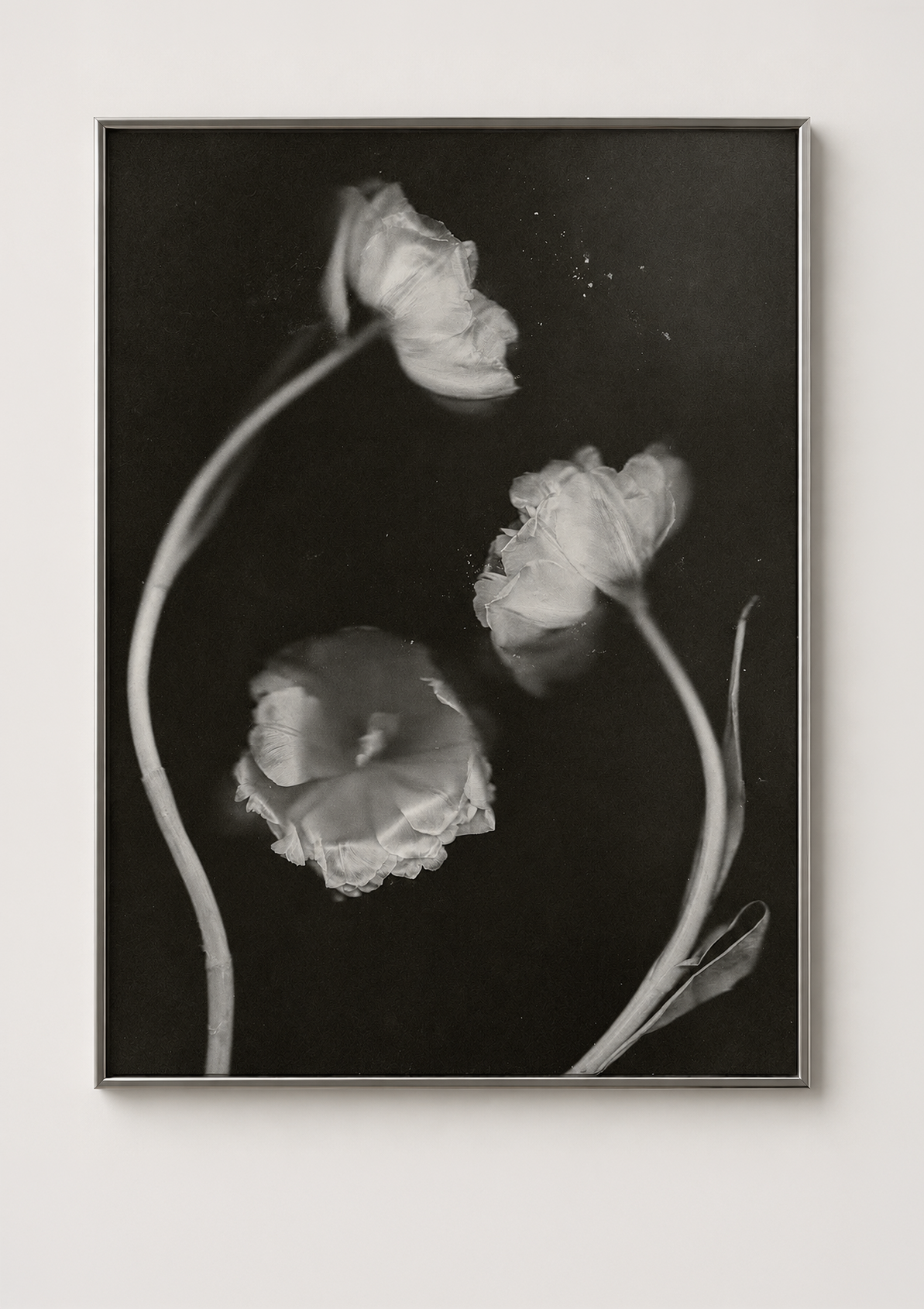 framed tulip print.png