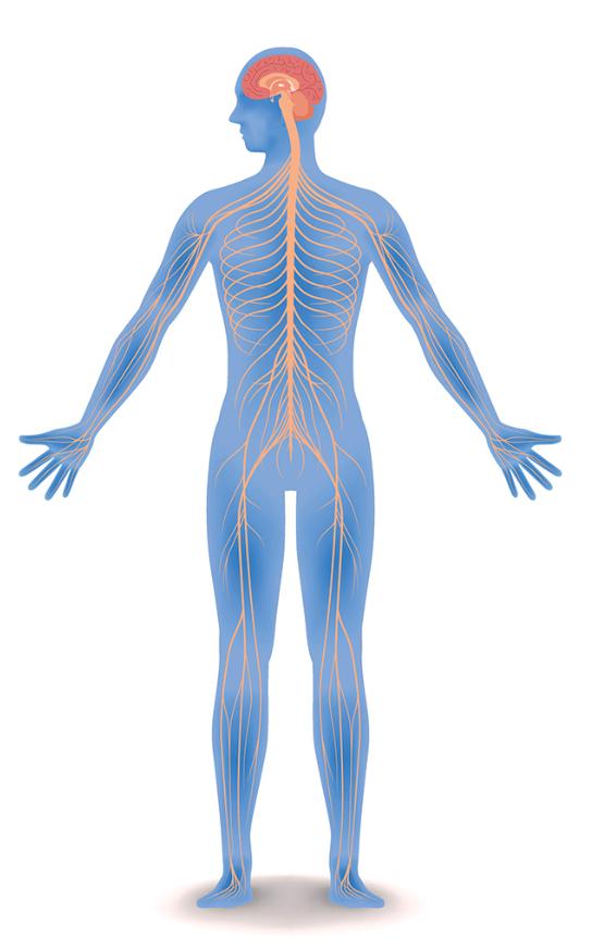 Pain Is a Nervous System Response