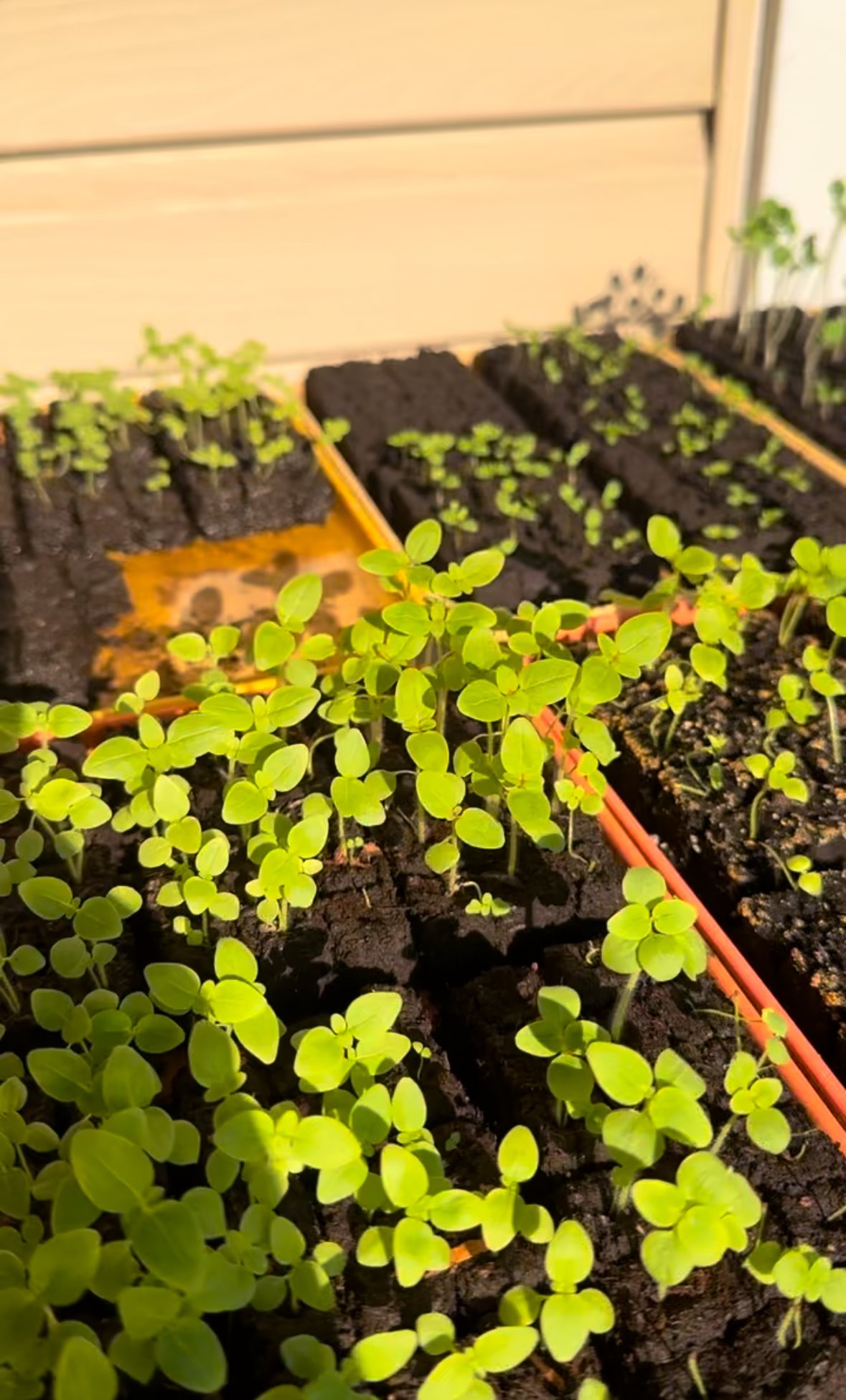 seedlings.jpg