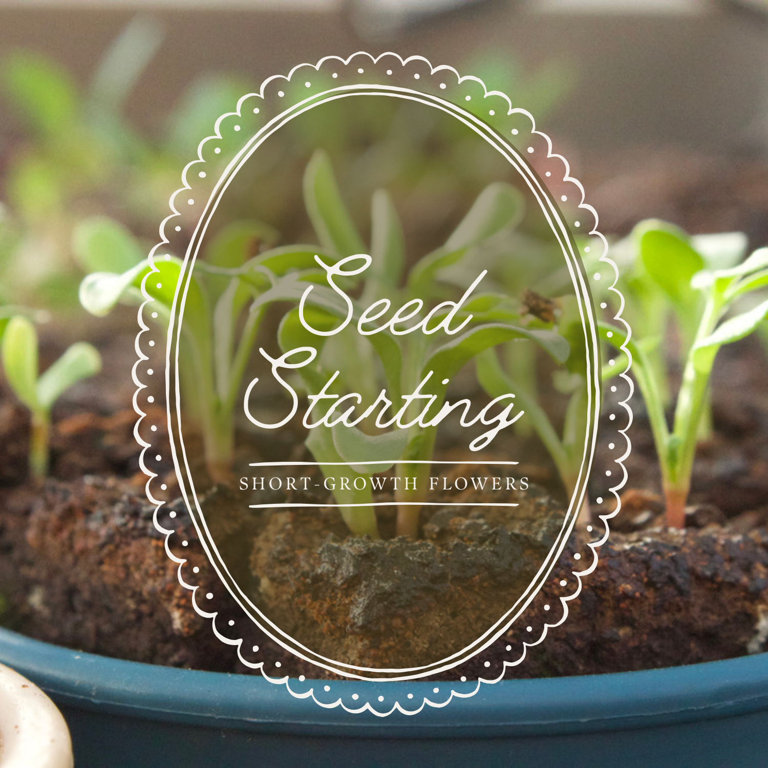 Seed Starting Workshop | Short-Growth Flowers