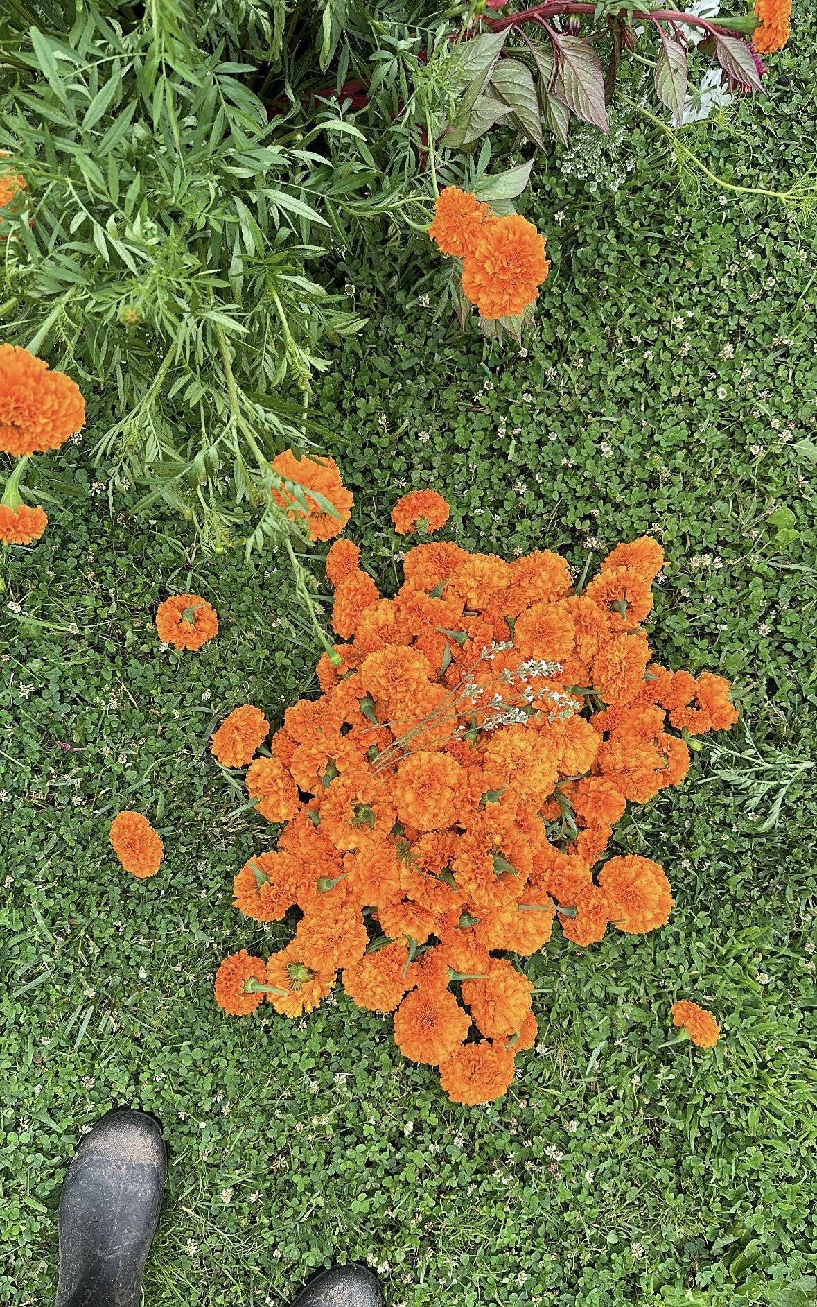 marigolds-for-stringing.jpg