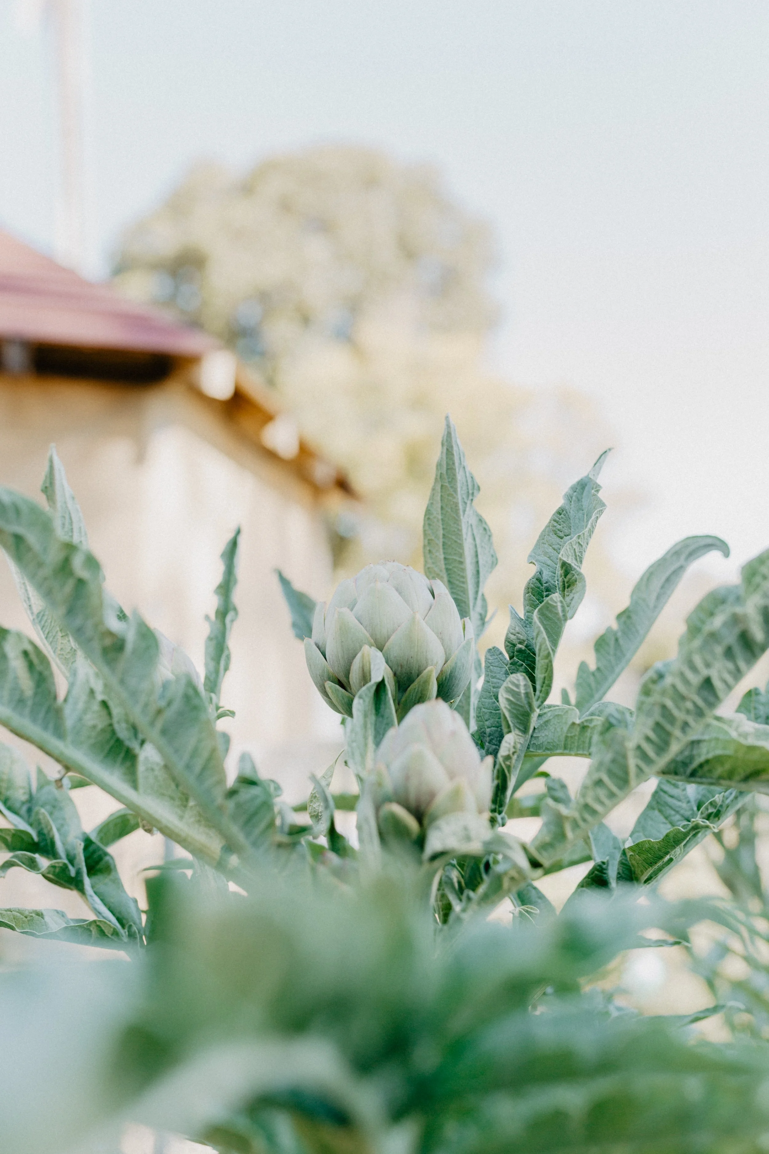 artichoke growing in the garden