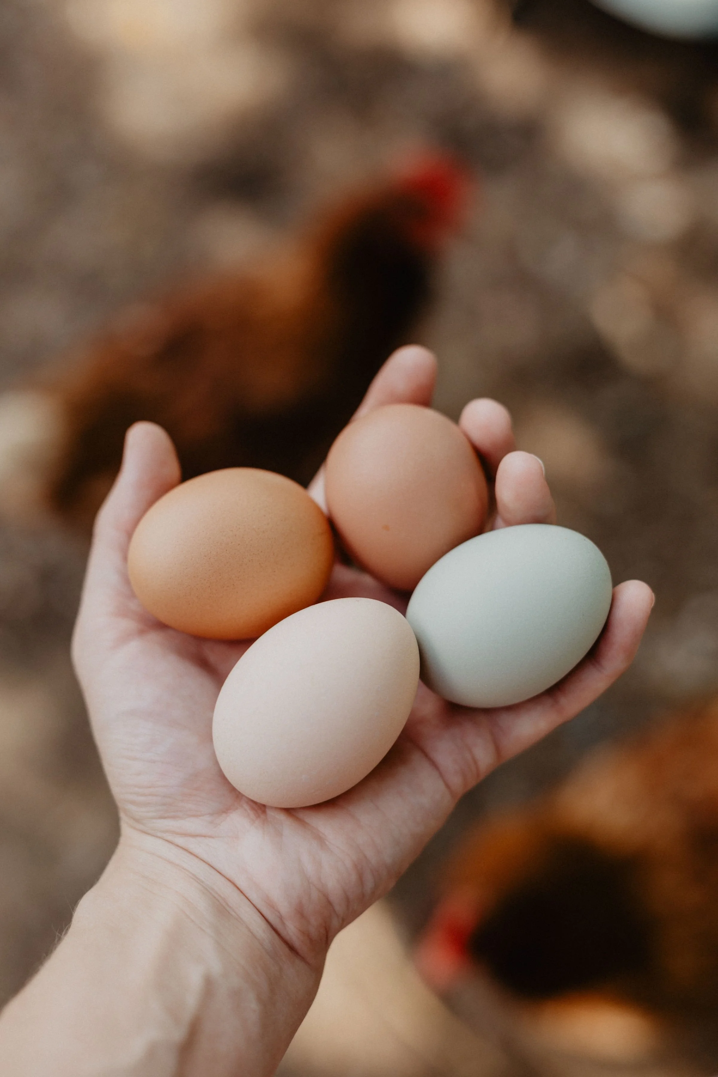 three eggs in a woman's hand with a chicken in the background