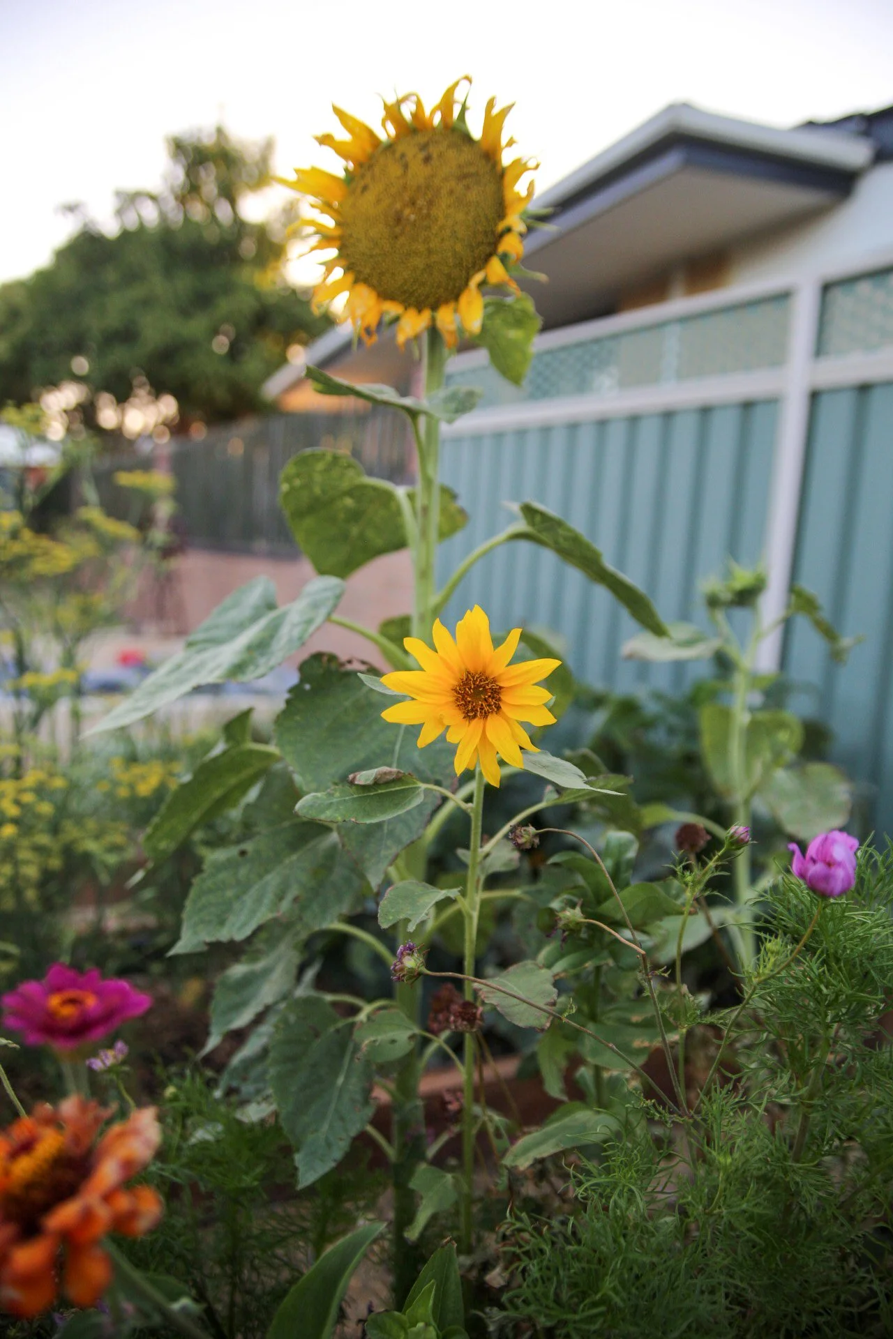 Photo of a large sunflower next to a small sunflower