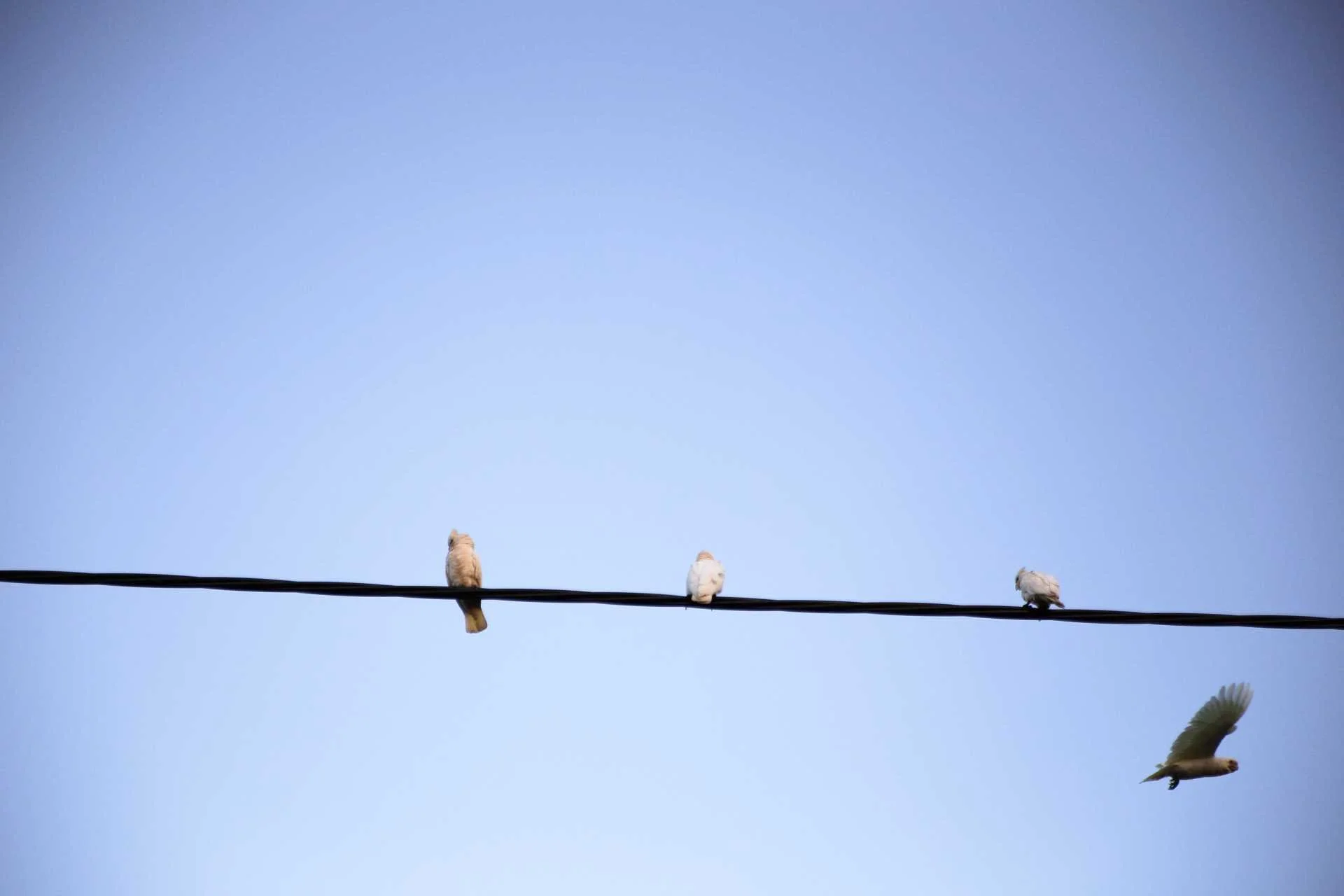 Photo of birds sitting on a powerline with one bird flying in a different direction