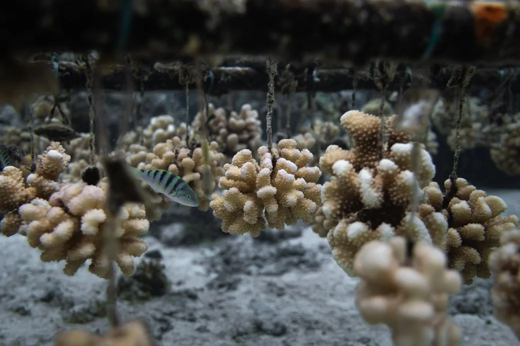 bouturage de corail en Polynésie française , science4reef