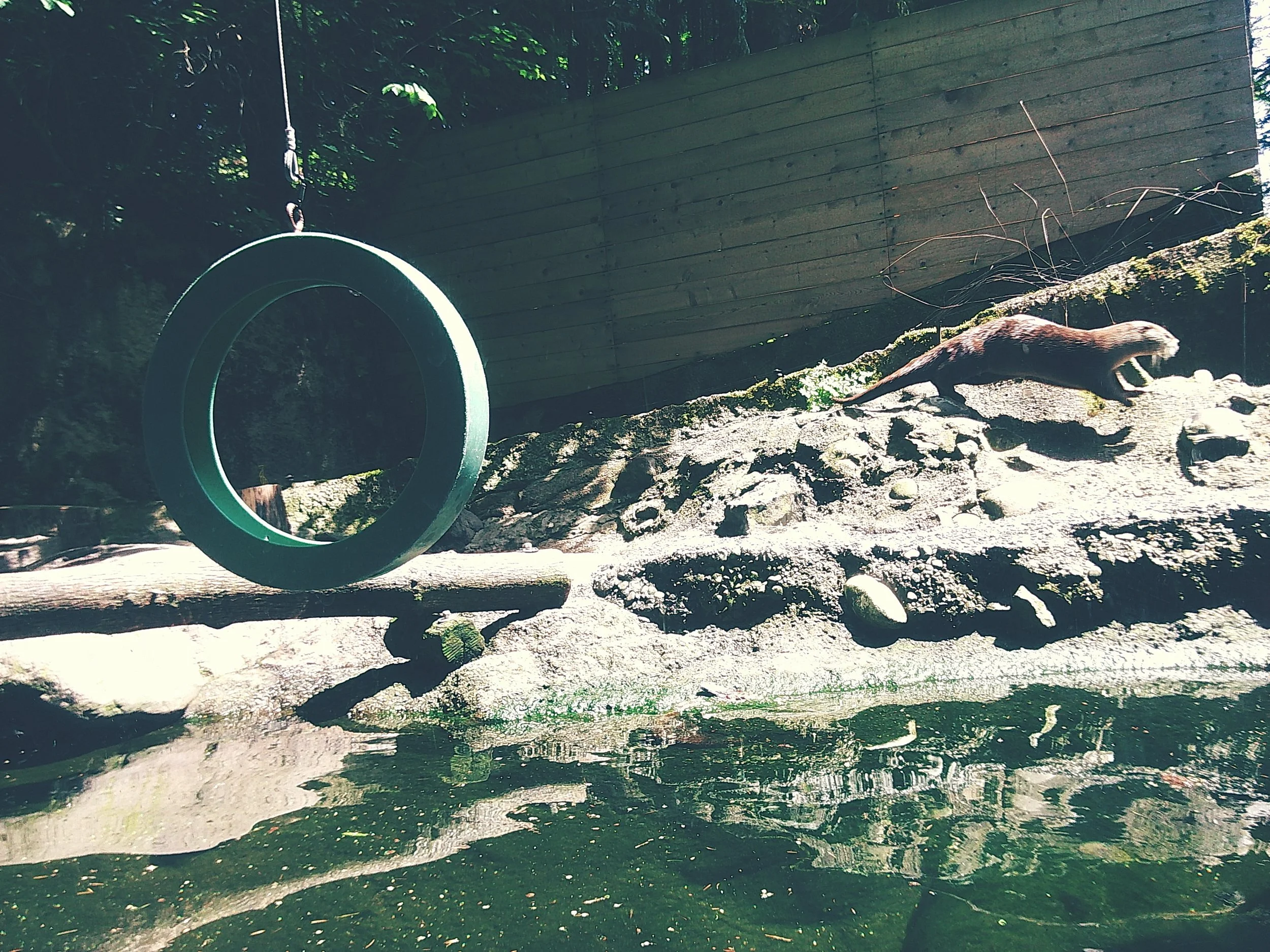 otter jumping at Oregon Zoo 