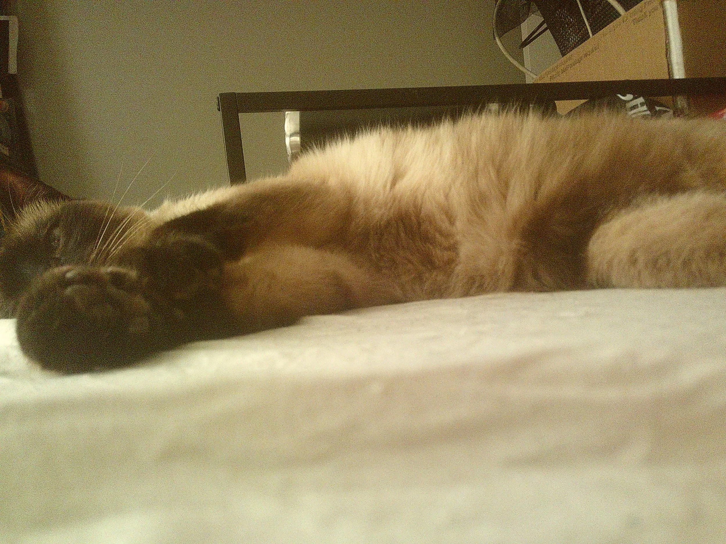 Link, siamese cat, bestest boy