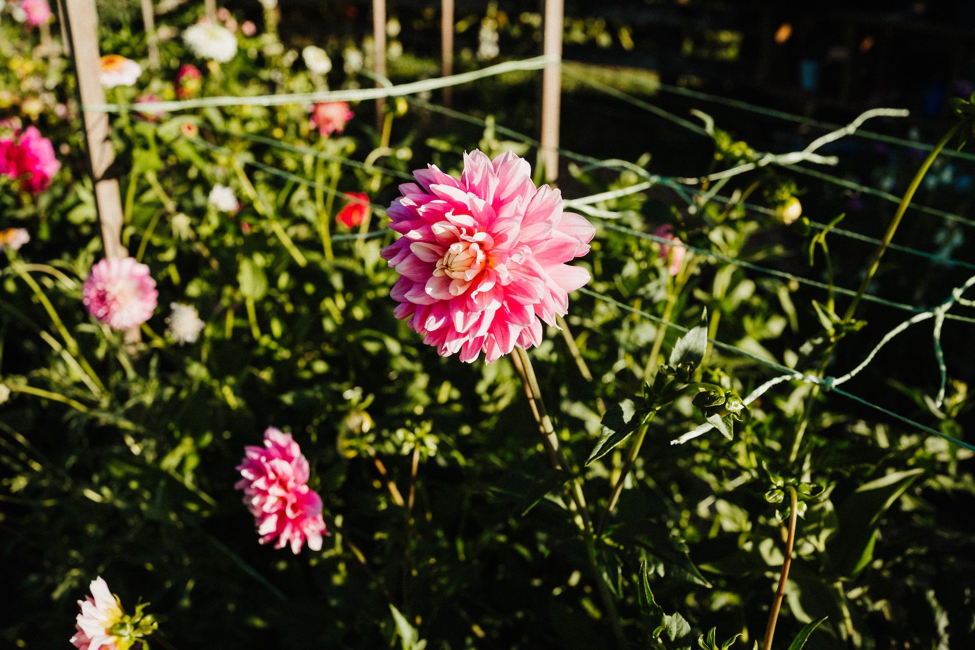 Lodore-Gardens-Flowers-Kerikeri-9.jpg