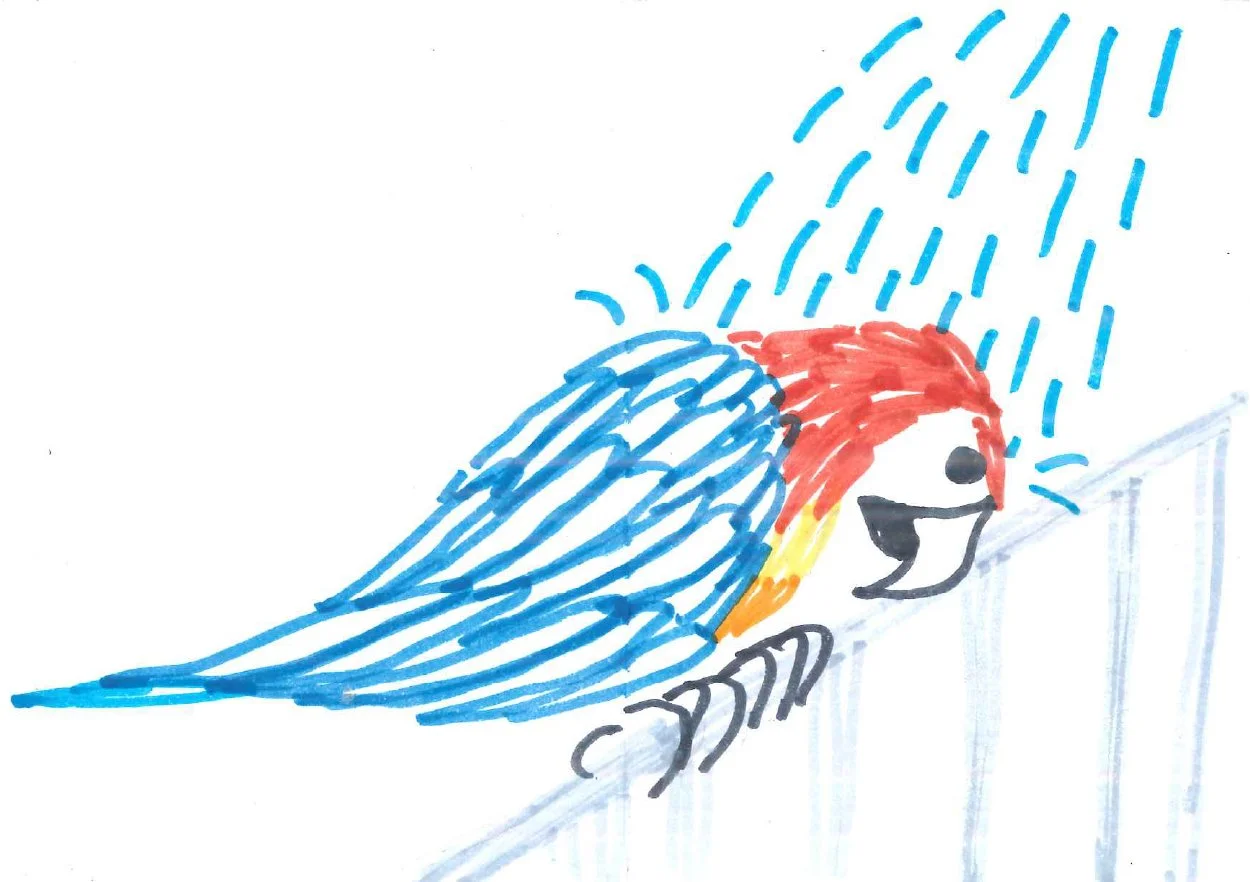 parrotPlan de travail 3.jpg