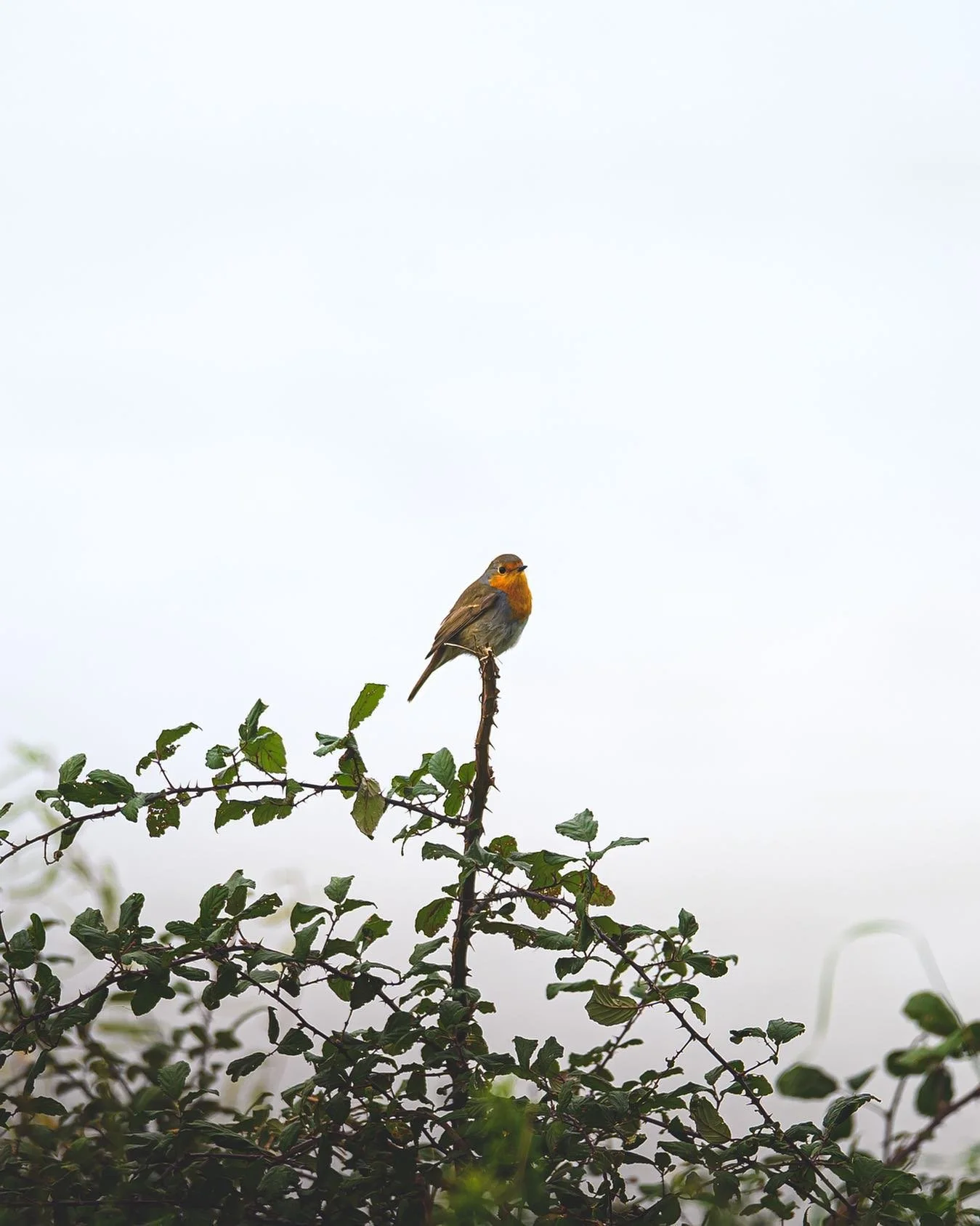 Una goccia di colore nella nebbia 🪶
_
_
_
_
_

#wildlife #lagotrasimeno #naturephotography #wildlifephotography #travel #italy #rawmates #naturelovers #videonauti #picoftheday #italianroamers #travelphotography #ontheroad #fapiacere #artofvisual #fo