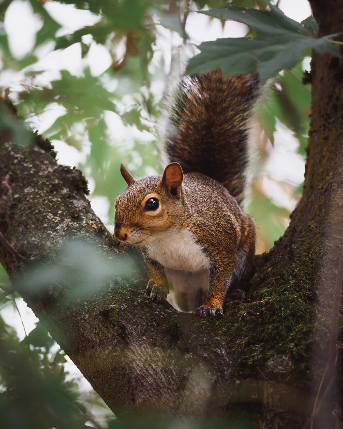 Scoiattoli milanesi 🐿️ 17/10/2023

-
-
-

#rawmates #earthofficial #travelstoke #stayandwander #welivetoexplore #discoverearth #tlpicks #wildlifephotography #nakedplanet #roamtheplanet #squirrel #discoveryglobe #createcommune #teamvane #optoutside #