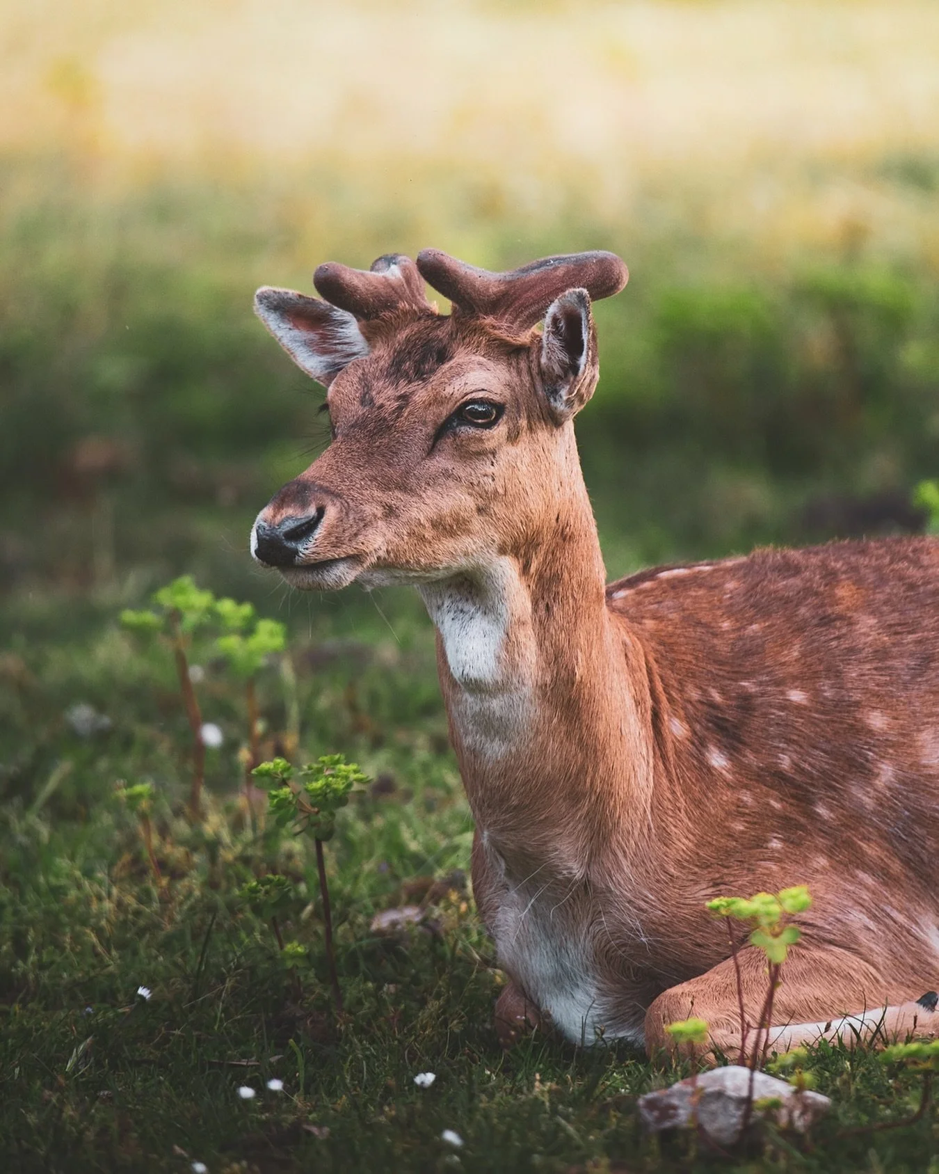 Daini al parco di San Rossore 🦌

-
-
-

#rawmates #earthofficial #sanrossore #travelstoke #stayandwander #welivetoexplore #discoverearth #tlpicks #toscana #nakedplanet #roamtheplanet #tuscany #discoveryglobe #createcommune #teamvane #optoutside #ita