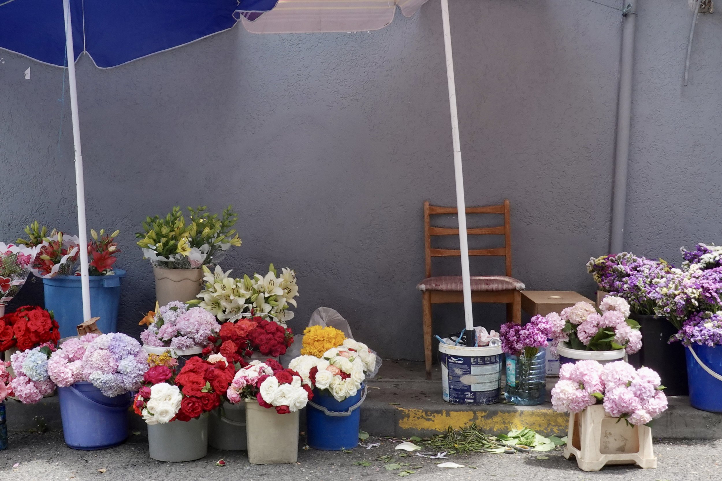 Albanien, Blumen &amp; Flamingos
