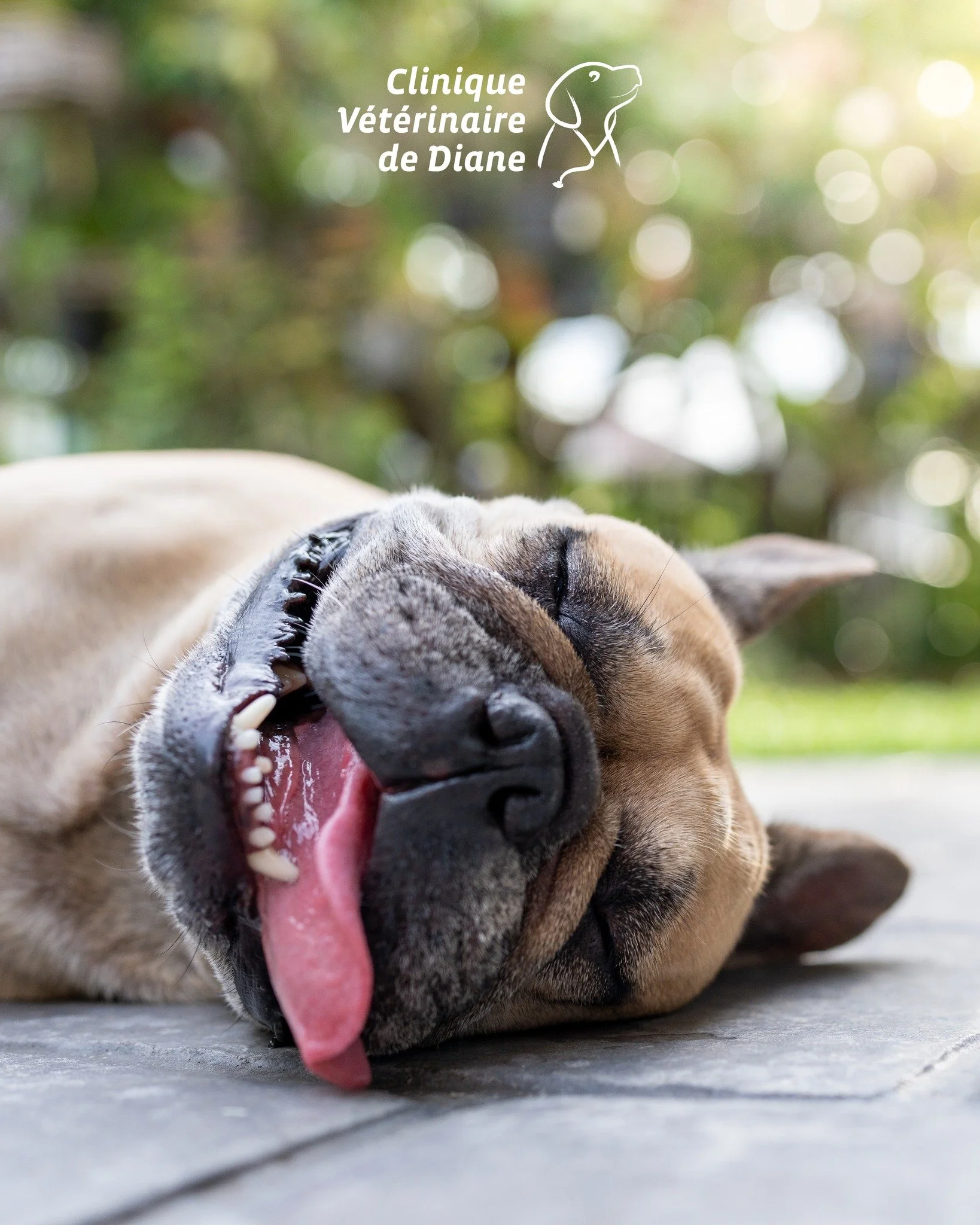 🚨 L&rsquo;&eacute;t&eacute;, nos compagnons souffrent aussi de la chaleur ! Coup de chaleur, d&eacute;shydratation, br&ucirc;lures des coussinets&hellip; les risques sont bien r&eacute;els.

🐶🐱 Soyez vigilants aux signes d&rsquo;alerte : hal&egrav