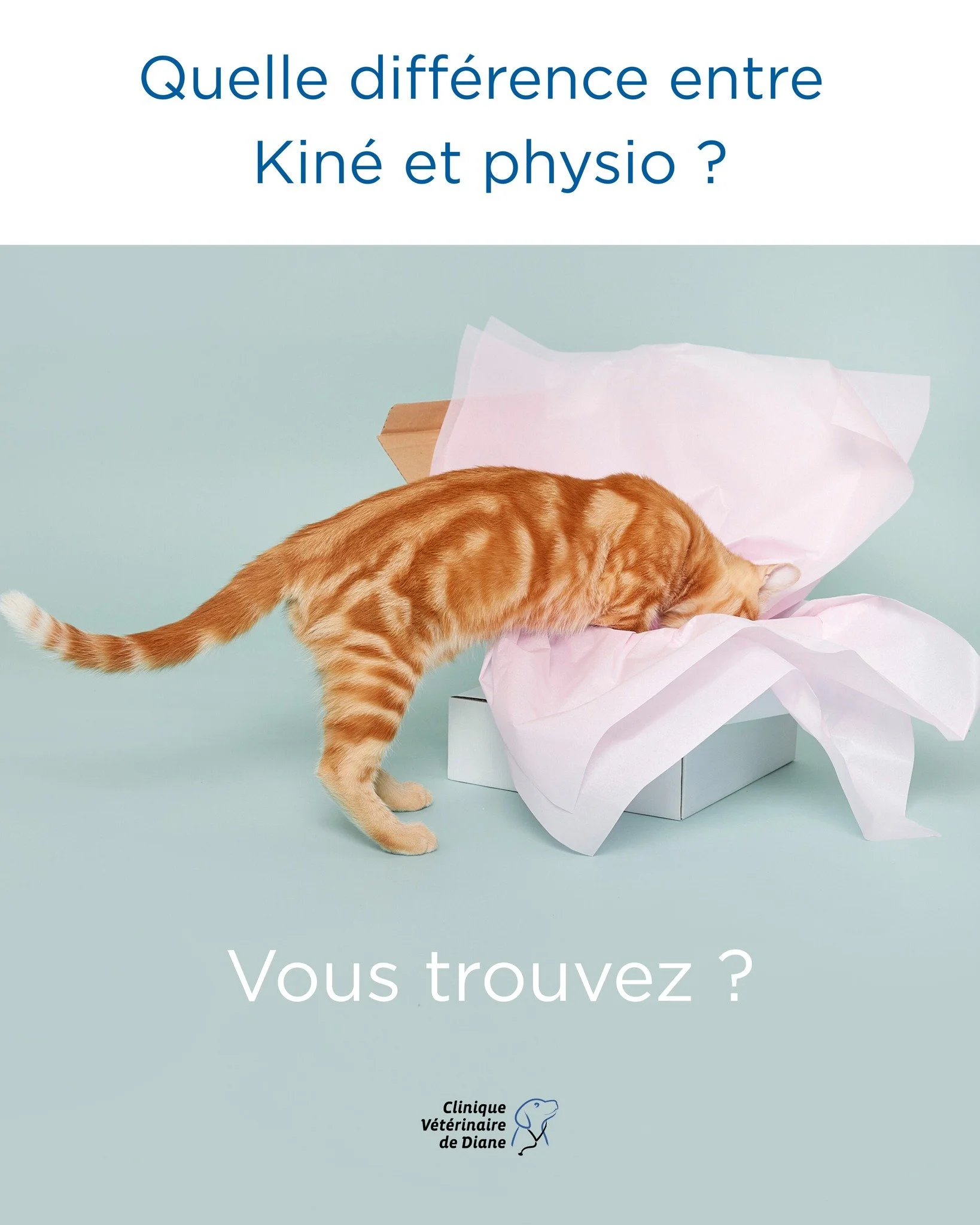 Physio ou kin&eacute; ? On vous aide &agrave; y voir clair ! 👀

Ces deux termes sont souvent utilis&eacute;s l&rsquo;un pour l&rsquo;autre&hellip; et ce n&rsquo;est pas un hasard 🐾

✨ La physioth&eacute;rapie, c&rsquo;est un ensemble de techniques 