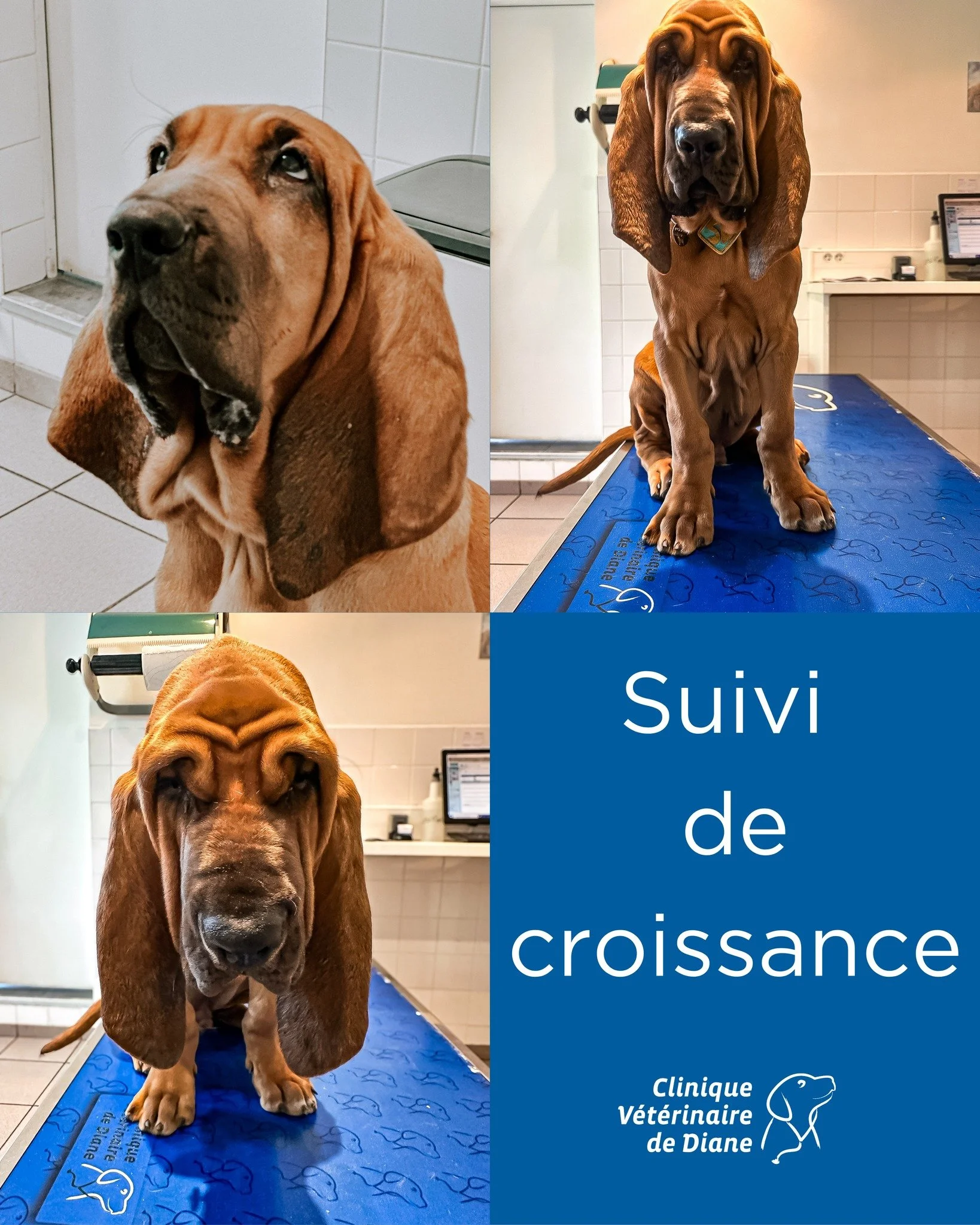 📸 Regardez cette bouille ! Ce chiot Bloodhound (aussi connu sous le nom de Saint-Hubert) est venu pour son suivi de croissance &agrave; la Clinique V&eacute;t&eacute;rinaire de Diane 🐾

Ses grandes pattes, ses plis tout doux et son regard s&eacute;