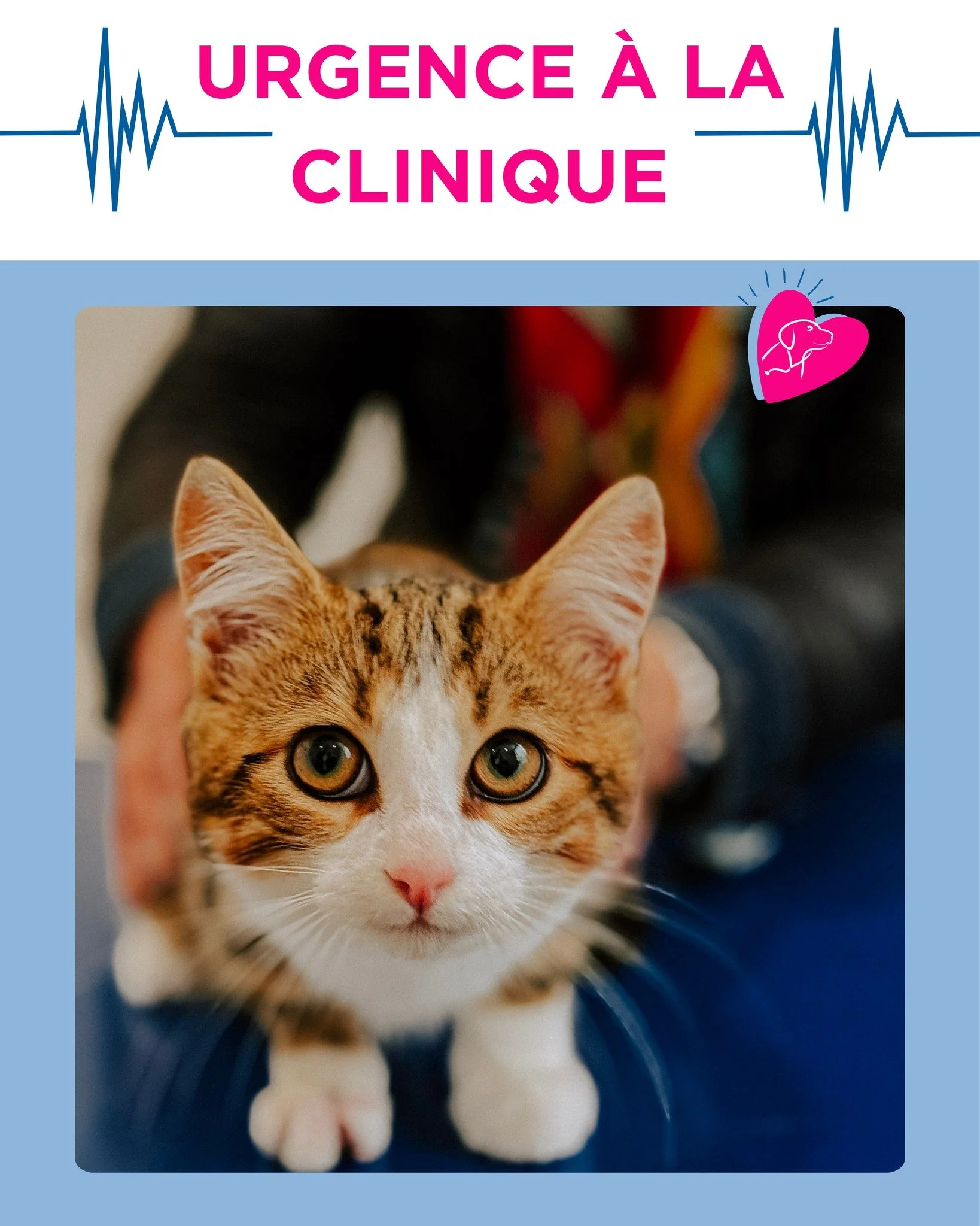 🚨 Urgence à la clinique : Chocolat, petit chaton rescapé d’un piège à taupe
Le jeune Chocolat a été référé par son vétérinaire traitant pour une prise chirurgicale e