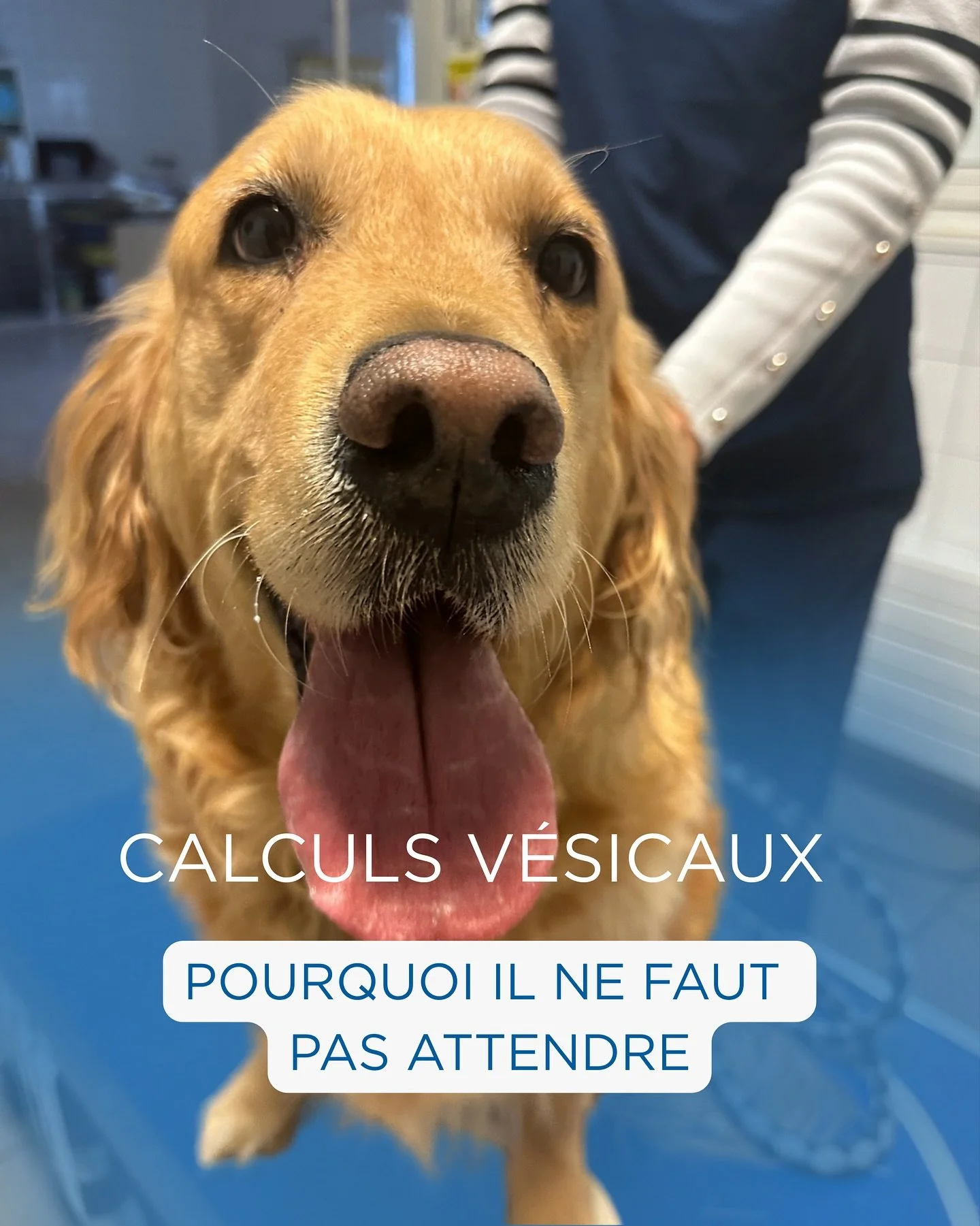 🔎 Des signes discrets, une douleur bien r&eacute;elle&hellip;
O&rsquo;Plume, adorable Golden Retriever de 6 ans, pr&eacute;sentait depuis quelques jours des sympt&ocirc;mes inqui&eacute;tants : envies fr&eacute;quentes d&rsquo;uriner, parfois sans g
