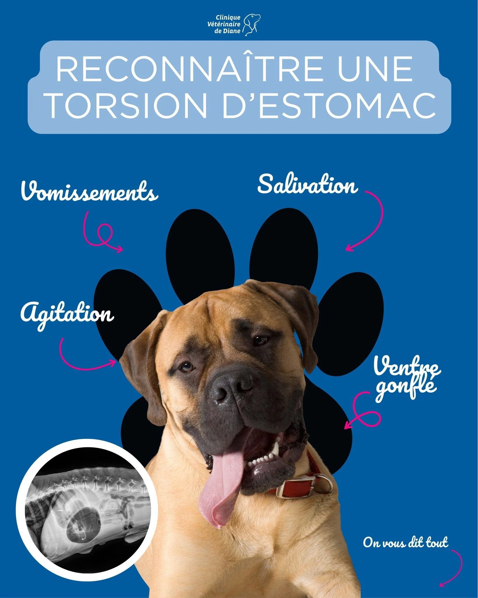 🐶 Torsion d&rsquo;estomac chez le chien : un danger vital &agrave; conna&icirc;tre !

Connaissez-vous les signes de la torsion d&rsquo;estomac chez le chien ? C&rsquo;est une urgence v&eacute;t&eacute;rinaire absolue ⚠️

➡️ Elle touche surtout les g