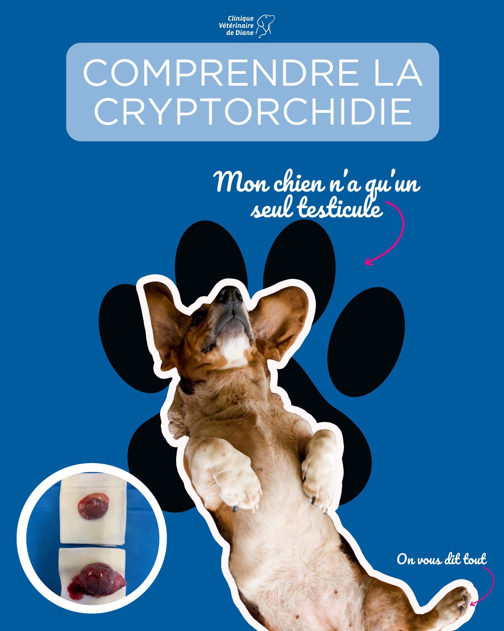 🐶 Mon chien n&rsquo;a qu&rsquo;un testicule&hellip; est-ce grave ?

👉 Il s&rsquo;agit peut-&ecirc;tre d&rsquo;une cryptorchidie, une anomalie fr&eacute;quente chez le chien, o&ugrave; l&rsquo;un des testicules ne descend pas correctement.
Et ce qu&