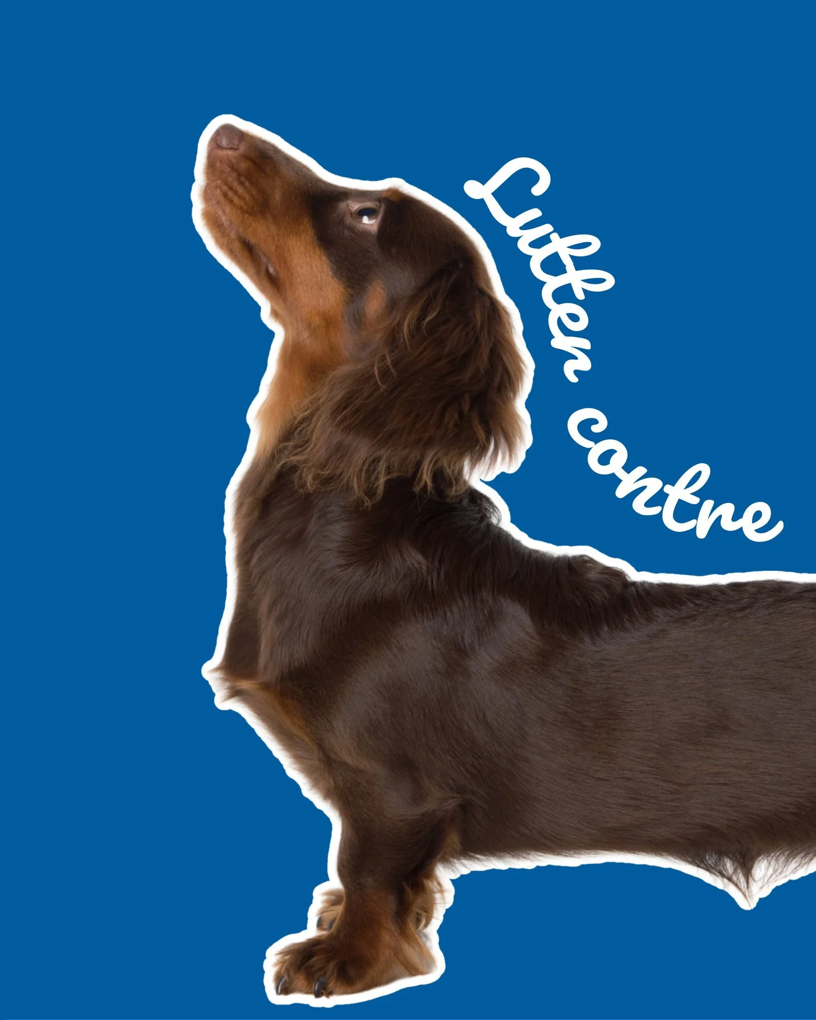 Hernie discale chez le chien : que faire ? 🐾
Certaines morphologies, comme les chiens &ldquo;dos longs&rdquo; (ex : Teckels) et certaines races brachyc&eacute;phales (ex : Bouledogues), sont plus expos&eacute;es. 

Entre les vert&egrave;bres, il y a