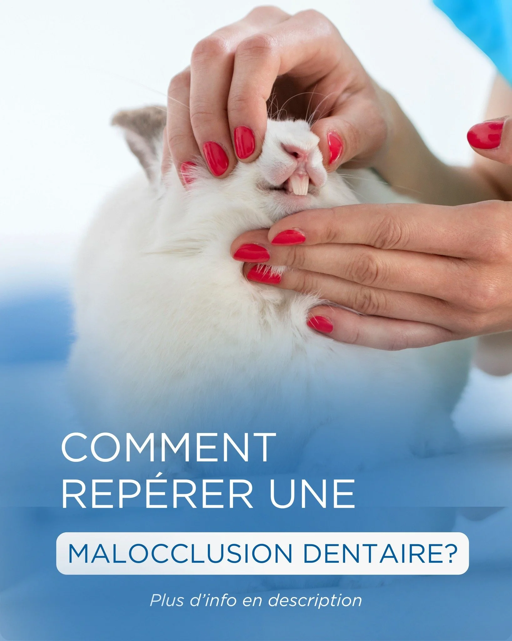 Malocclusions dentaires du lapin : &agrave; rep&eacute;rer vite 🐰🦷

Chez le lapin, les dents poussent toute la vie. En captivit&eacute;, ils ne rongent pas toujours assez, ce qui limite l&rsquo;usure naturelle. Si les dents ne s&rsquo;usent pas cor