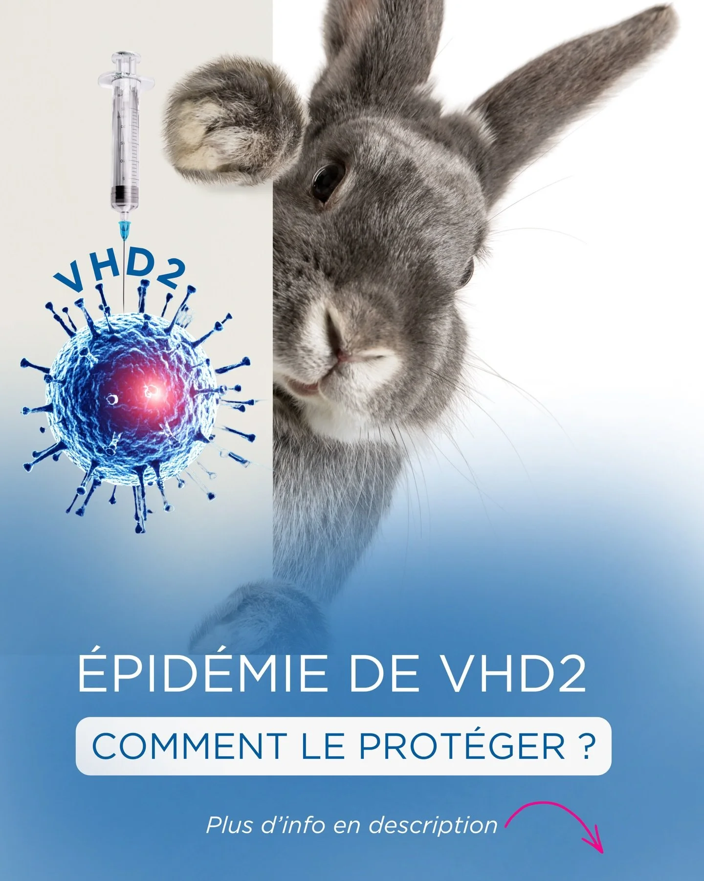 🚨 𝗥𝗲𝗰𝗿𝘂𝗱𝗲𝘀𝗰𝗲𝗻𝗰𝗲 𝗱𝗲𝘀 𝗰𝗮𝘀 𝗱𝗲 𝗺𝗮𝗹𝗮𝗱𝗶𝗲𝘀 𝗵𝗲́𝗺𝗼𝗿𝗿𝗮𝗴𝗶𝗾𝘂𝗲𝘀 𝗰𝗵𝗲𝘇 𝗹𝗲 𝗹𝗮𝗽𝗶𝗻

Un lapin qui semblait aller bien peut parfois se d&eacute;grader 𝗲𝗻 𝗾𝘂𝗲𝗹𝗾𝘂𝗲𝘀 𝗵𝗲𝘂𝗿𝗲𝘀.

La 𝗩𝗛𝗗 est une maladie vi